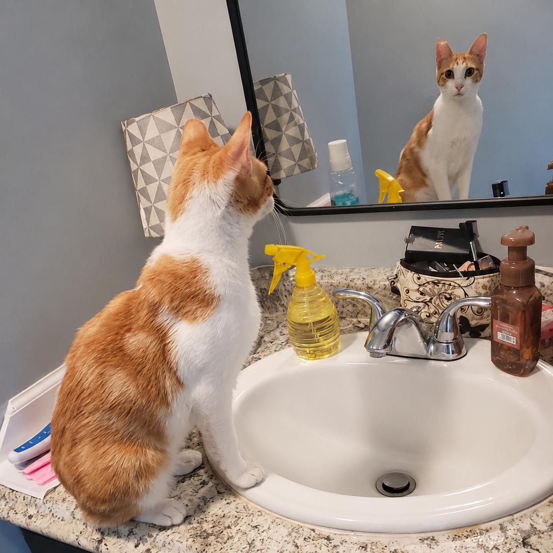 Petey, an adopted Domestic Short Hair in Lemoyne, PA image 6/6