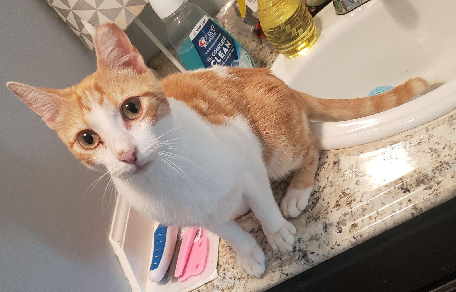 Petey, adopted, Young Male Domestic Short Hair.
