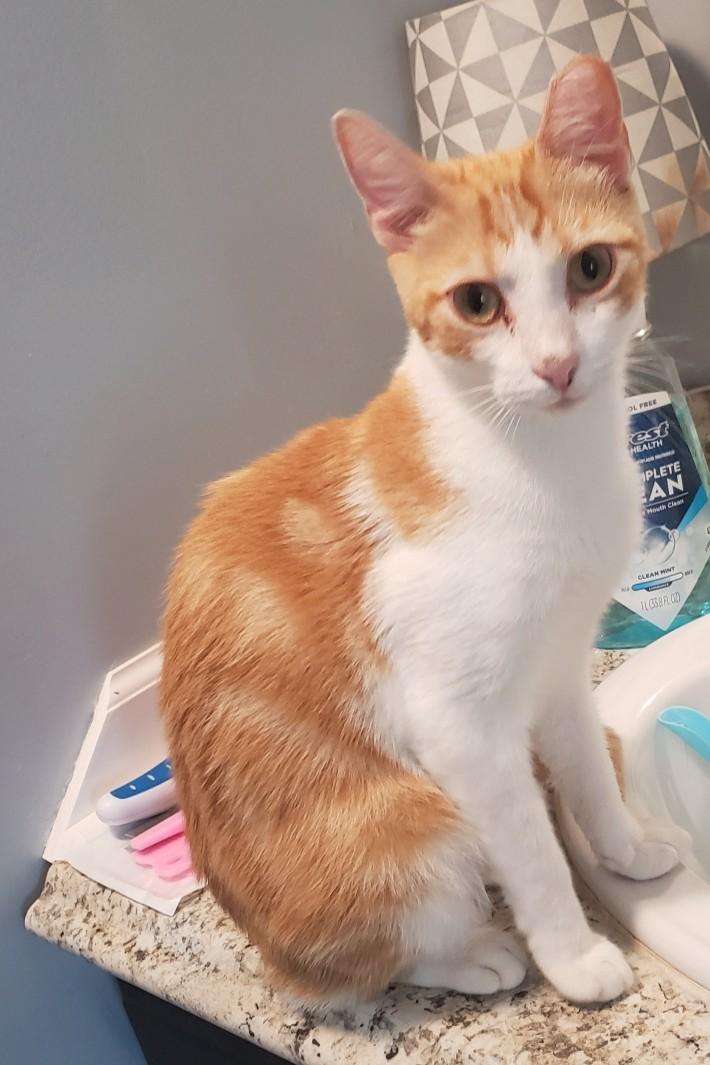 Petey, an adopted Domestic Short Hair in Lemoyne, PA image 4/6