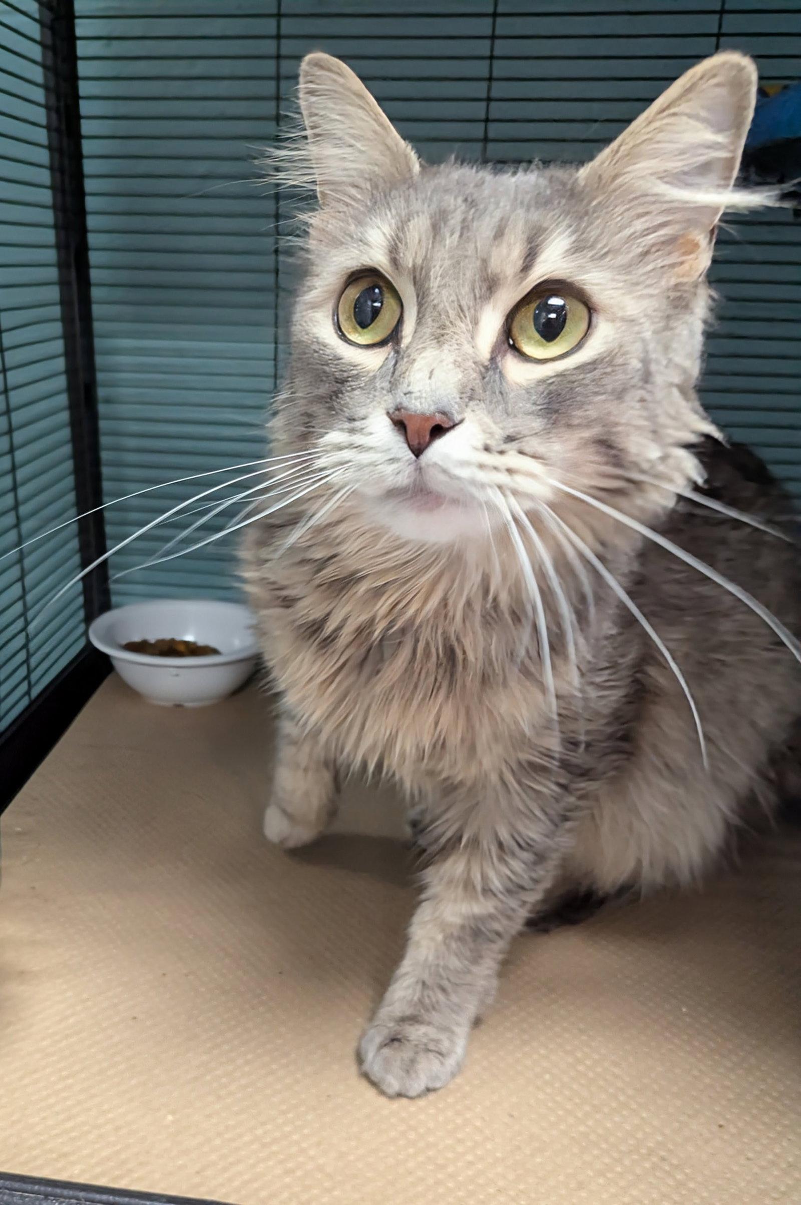 Think (TAS #8), Adopted, Adult Male Domestic Medium Hair.