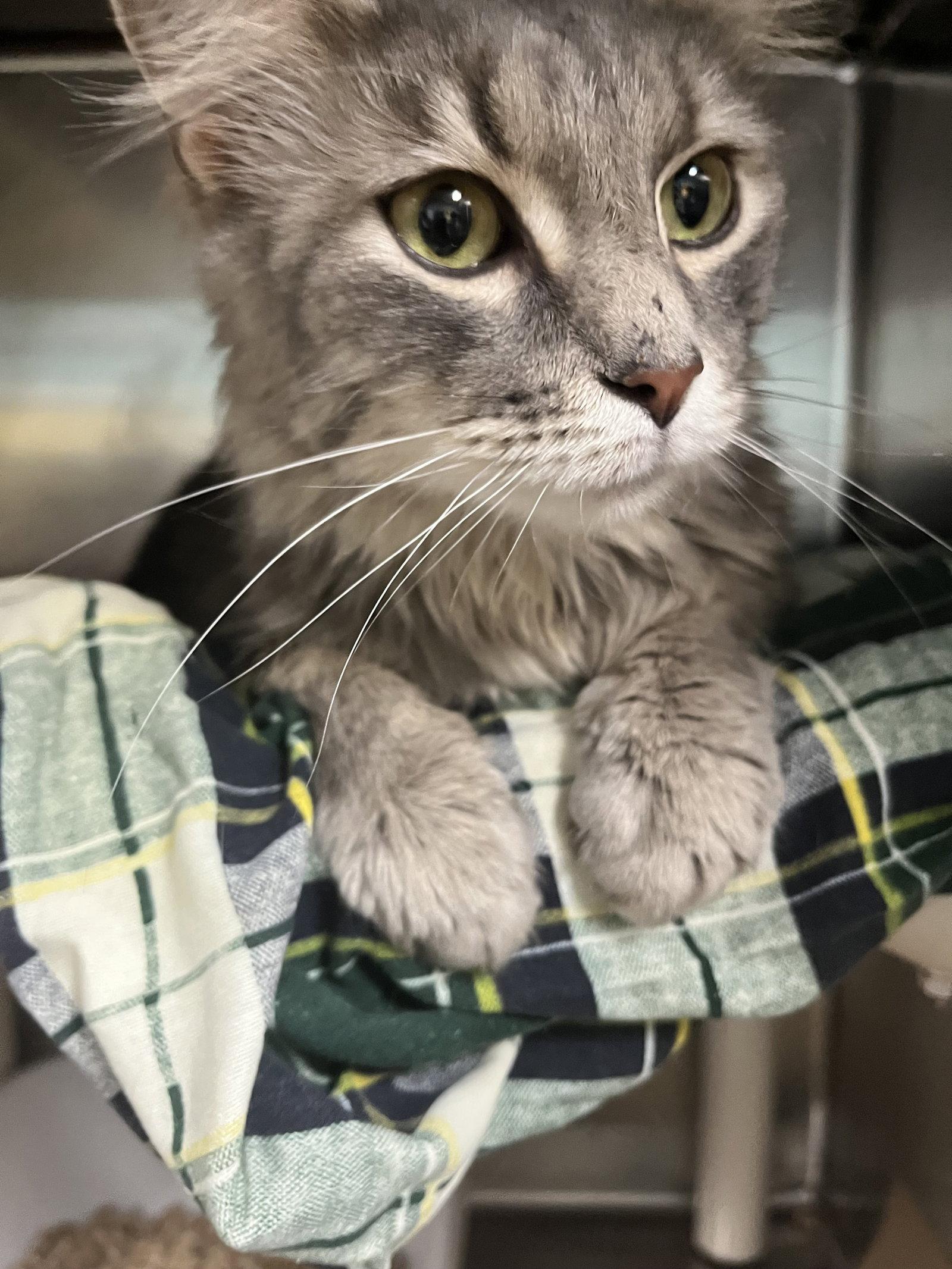 Enlarge Think (TAS #8), a Adopted Domestic Medium Hair in Trenton, NJ image 3/3