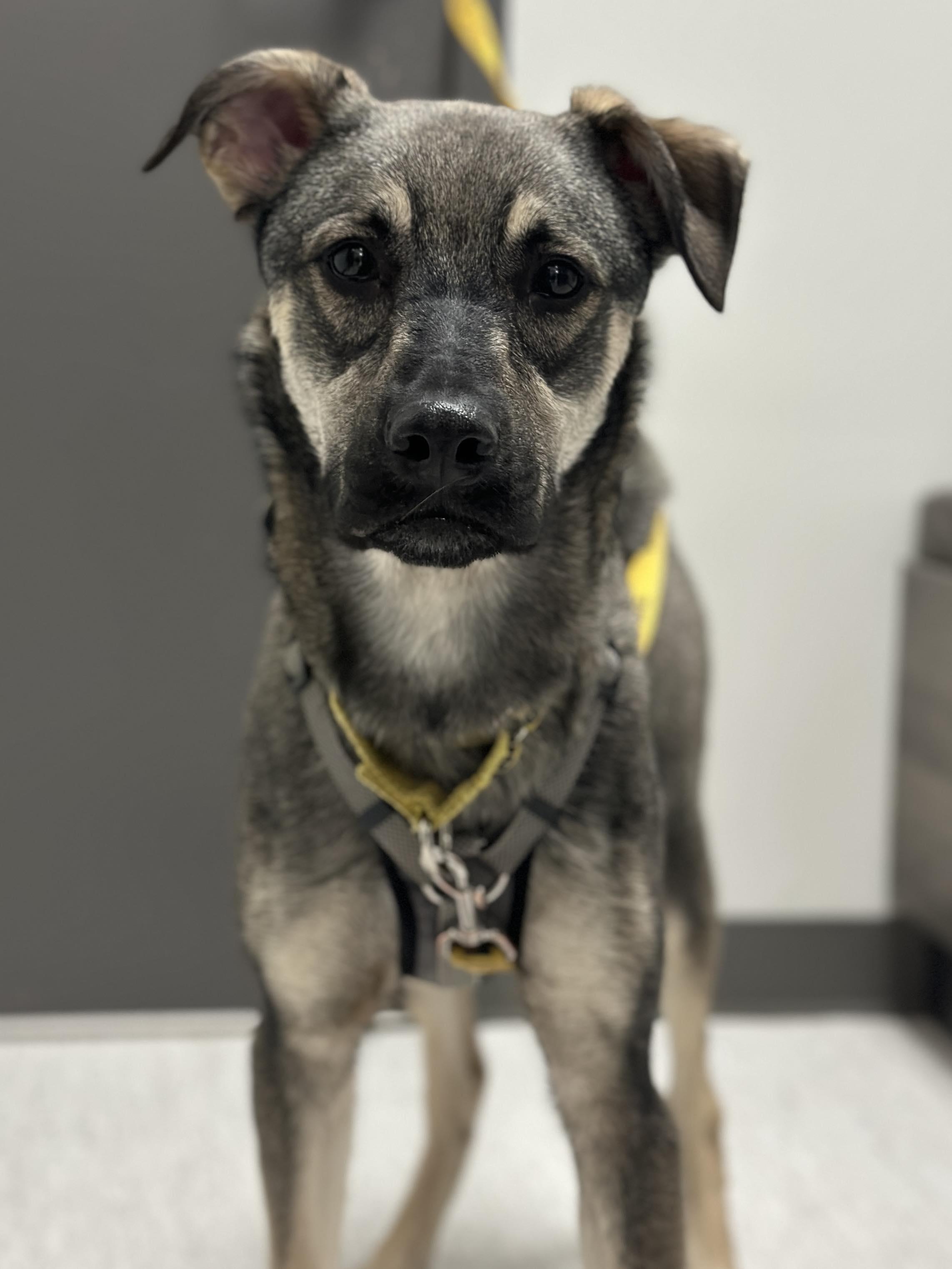 Enlarge Mavi, a ADOPTABLE mixed breed in Mississauga, ON image 3/6