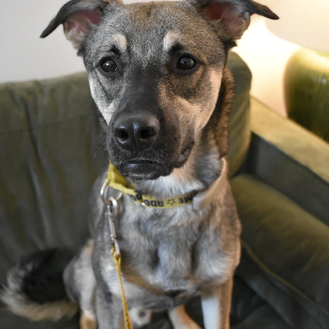 Enlarge Mavi, a ADOPTABLE mixed breed in Mississauga, ON image 6/6