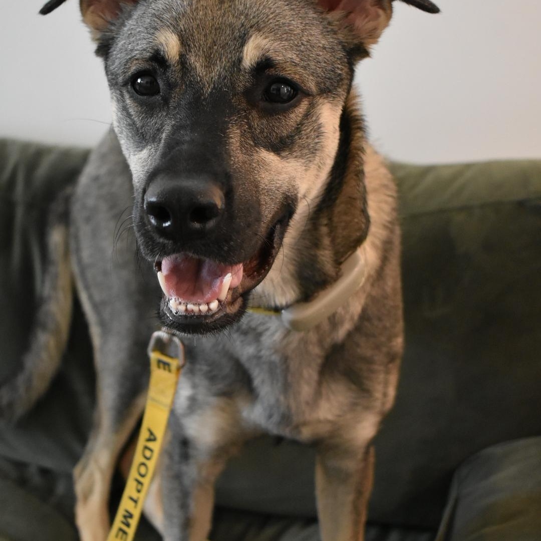 Enlarge Mavi, a ADOPTABLE mixed breed in Mississauga, ON image 4/6