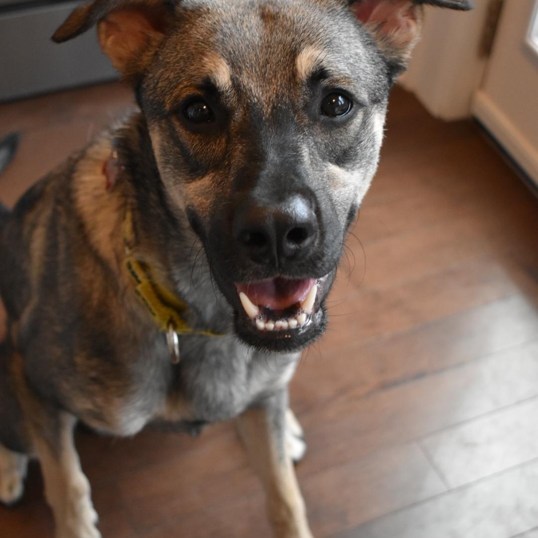 Enlarge Mavi, a ADOPTABLE mixed breed in Mississauga, ON image 5/6