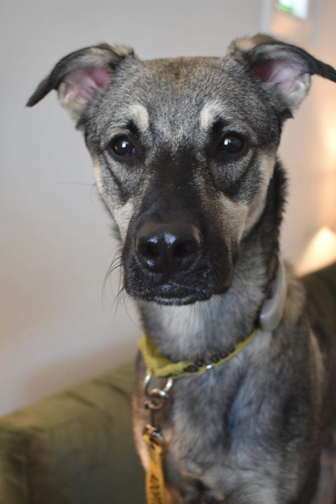 Enlarge Mavi, a ADOPTABLE mixed breed in Mississauga, ON image 2/6