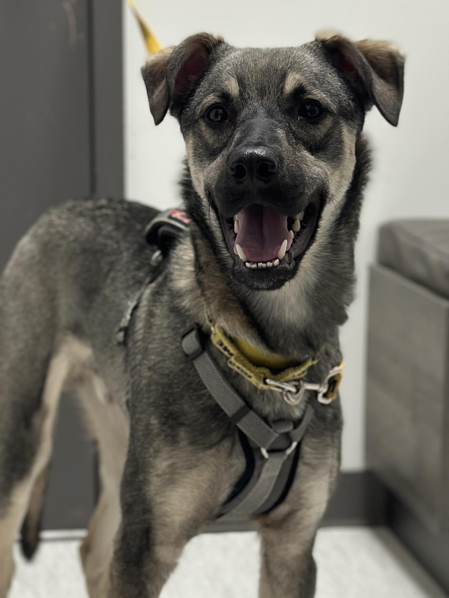 Mavi, ADOPTABLE, Young Male Shepherd.