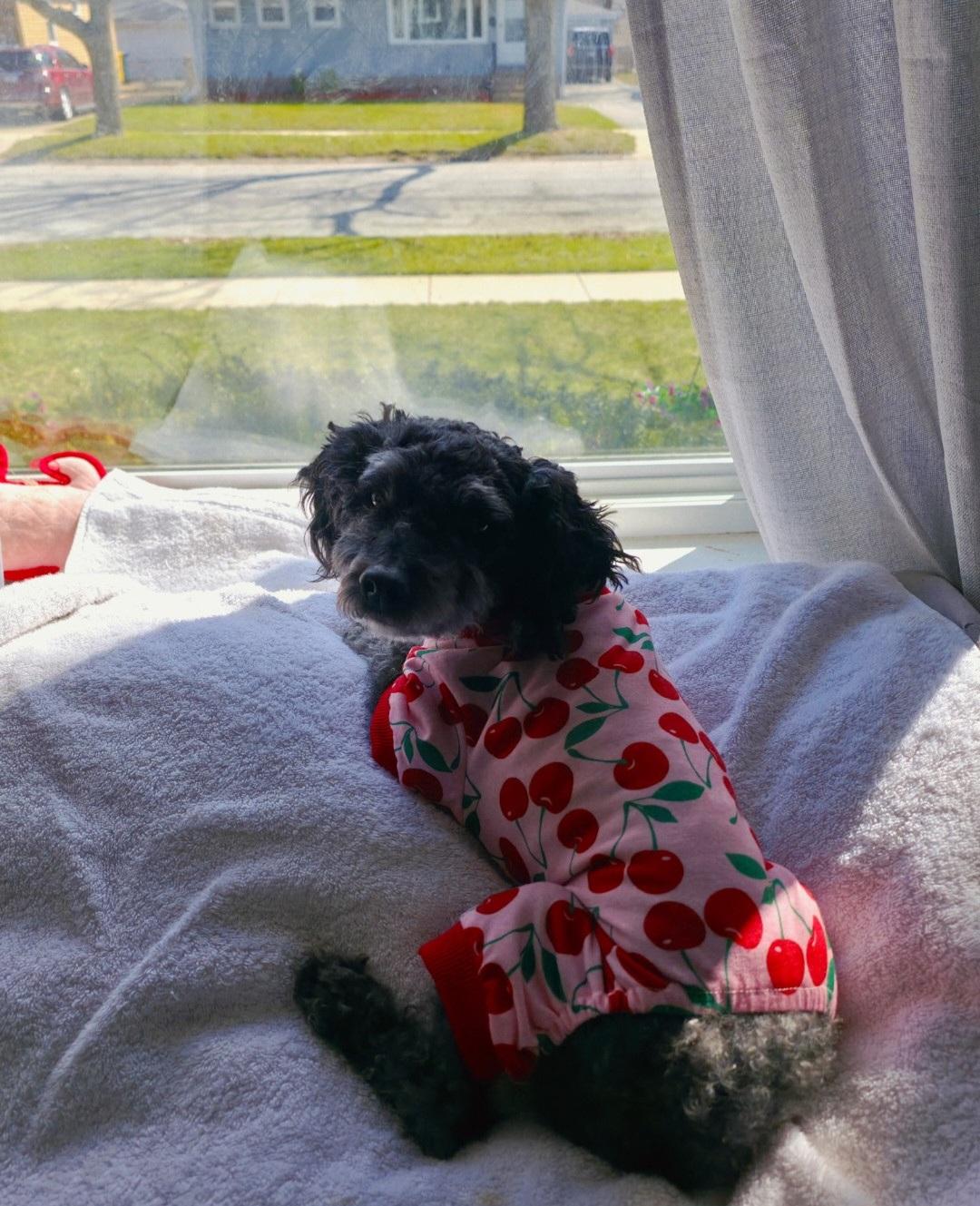 Enlarge Molly, a Adopted Miniature Poodle in merrillville, IN image 1/1