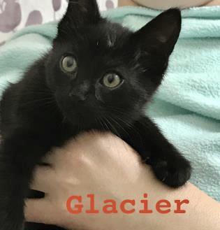 Glacier, Adoptable, Young Female Domestic Short Hair.