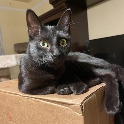 Enlarge Glacier, a Adoptable Domestic Short Hair in Fort Worth, TX image 2/3