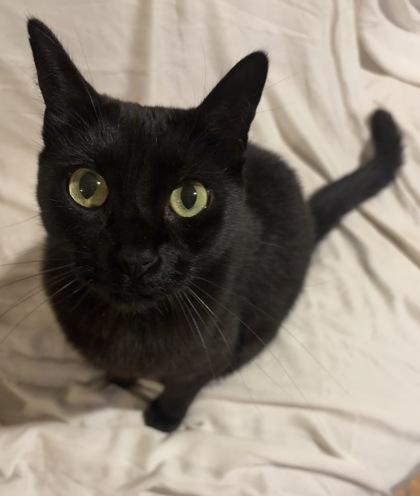 Glacier, Adoptable, Young Female Domestic Short Hair.