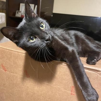 Enlarge Glacier, a Adoptable Domestic Short Hair in Fort Worth, TX image 1/3