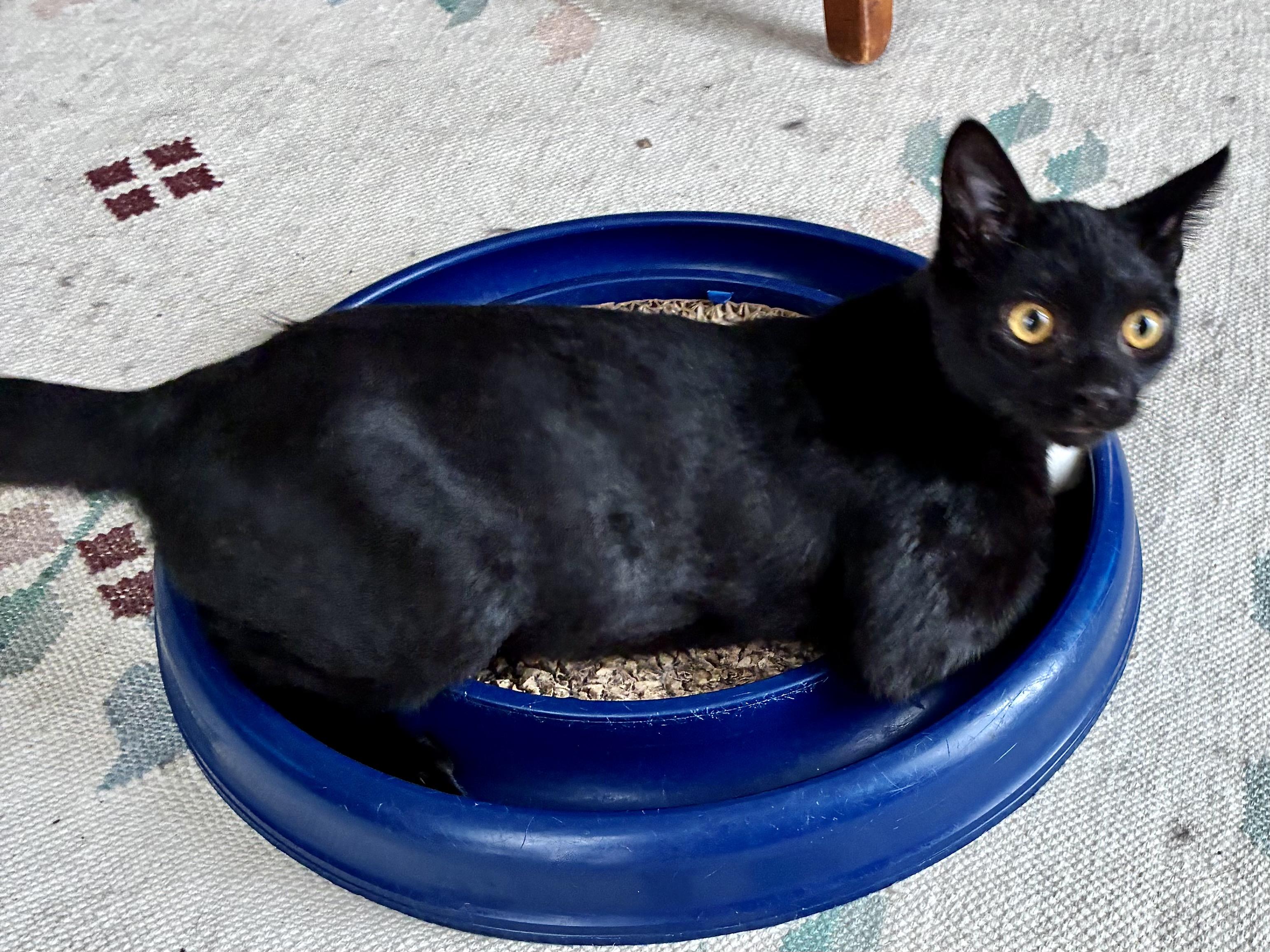 Little Bear, Adoptable, Kitten Male Domestic Short Hair.