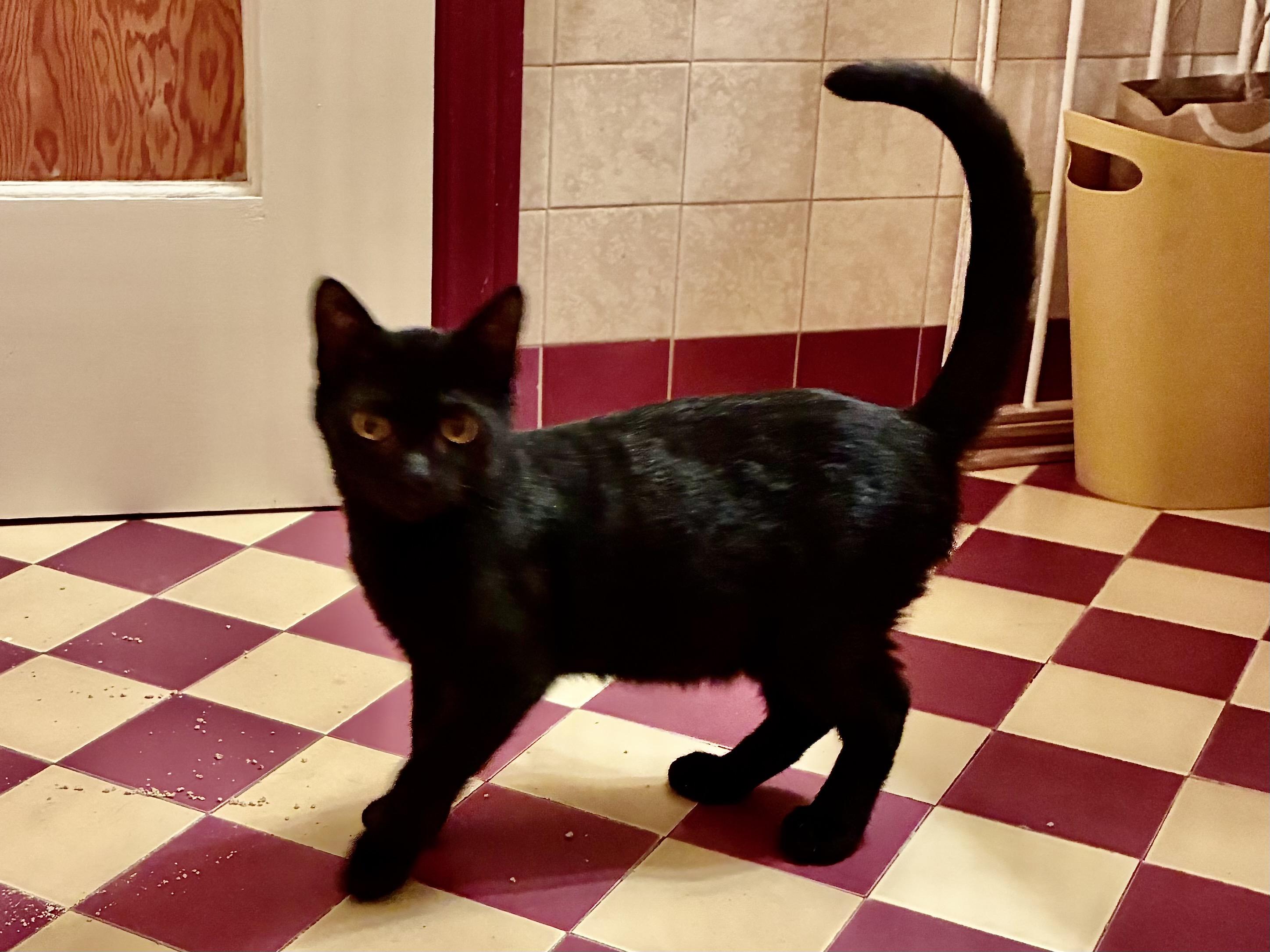 Enlarge Little Bear, a Adoptable Domestic Short Hair in San Francisco, CA image 2/6