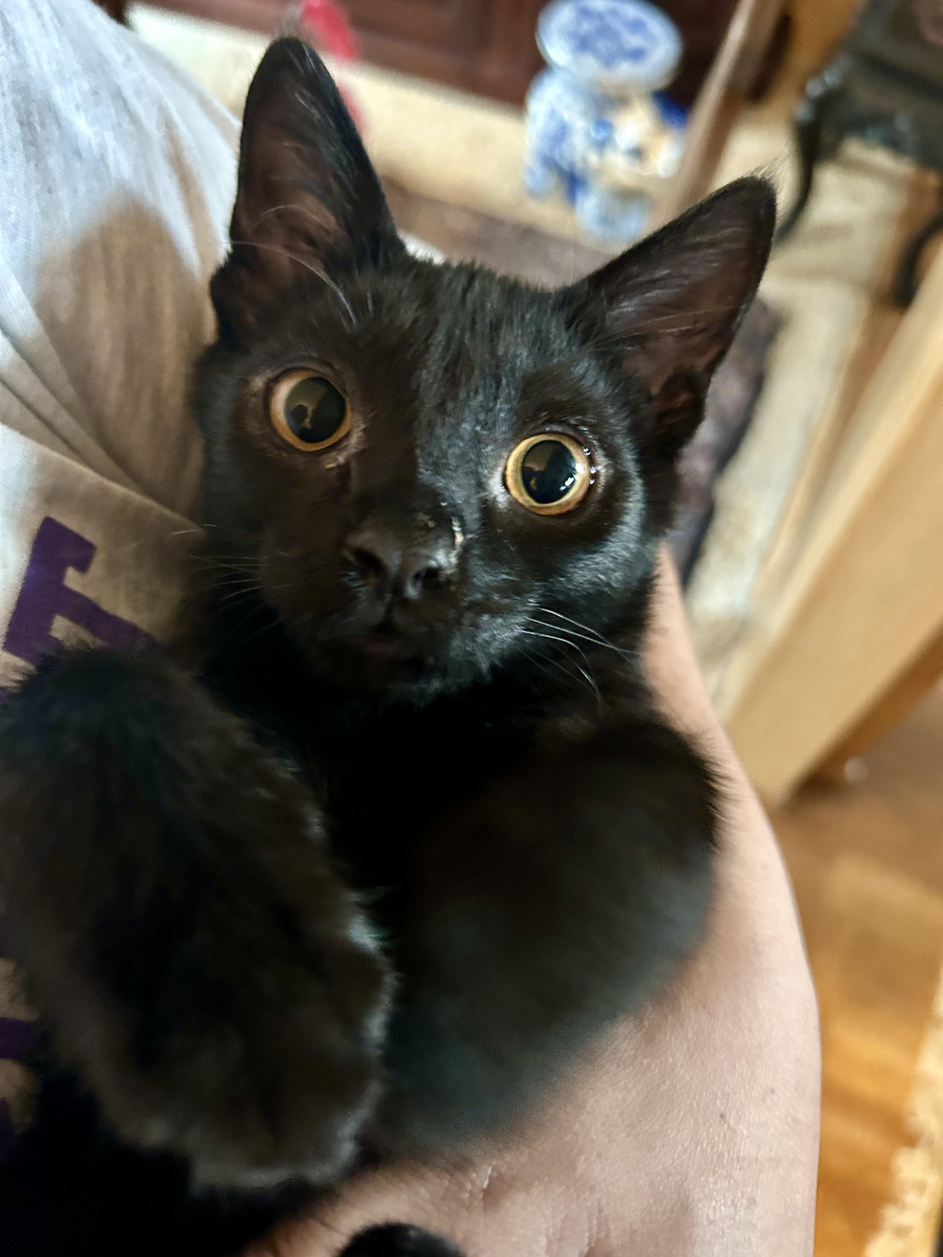 Enlarge Little Bear, a Adoptable Domestic Short Hair in San Francisco, CA image 3/6