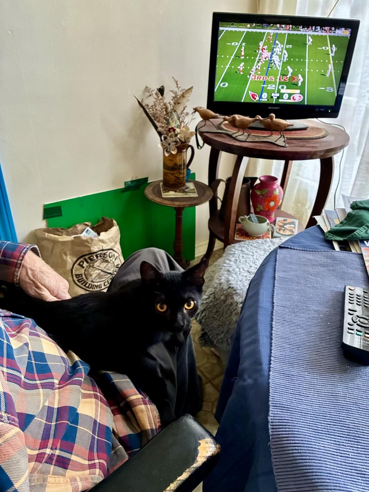 Enlarge Little Bear, a Adoptable Domestic Short Hair in San Francisco, CA image 4/6