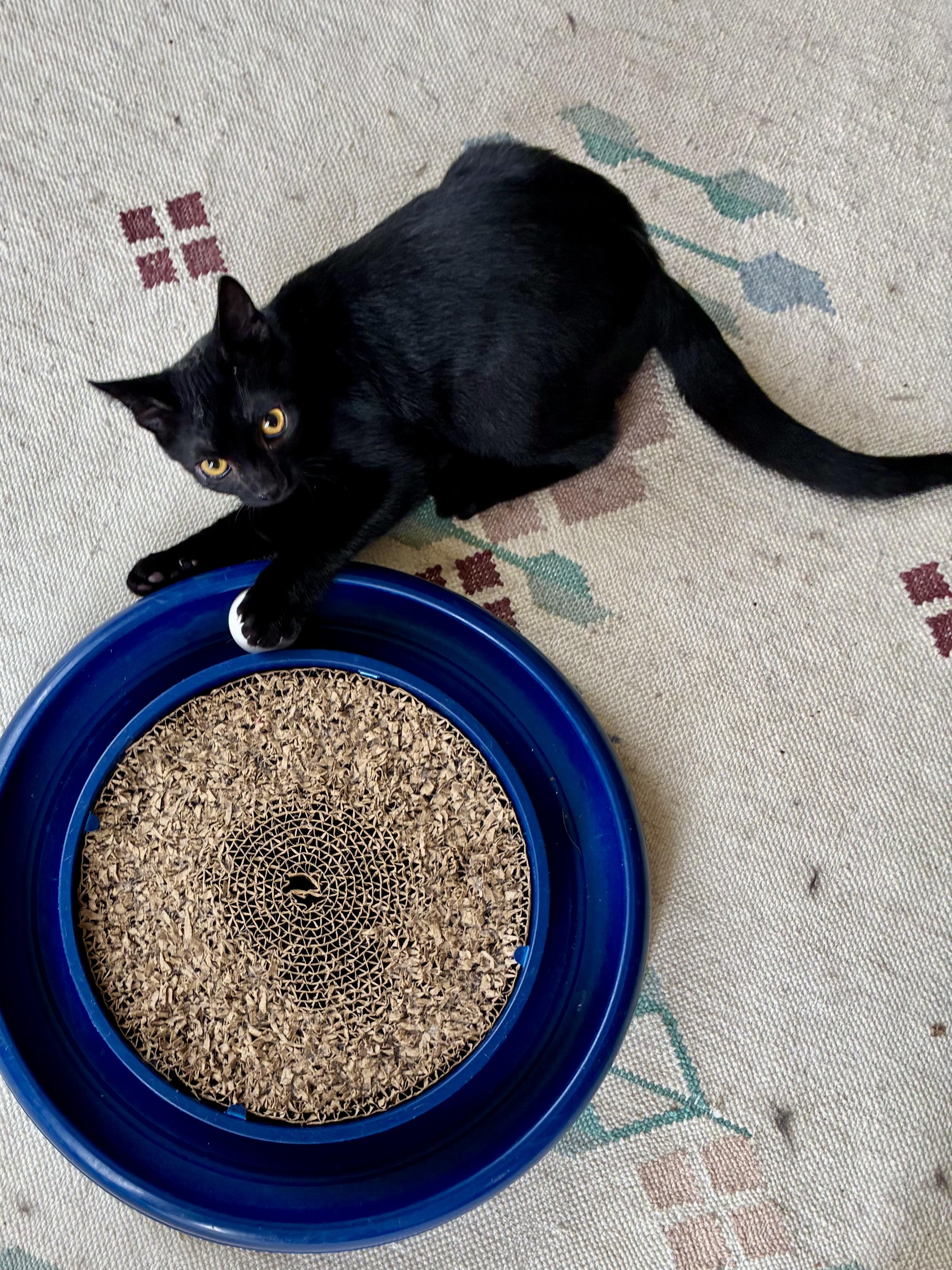 Enlarge Little Bear, a Adoptable Domestic Short Hair in San Francisco, CA image 5/6