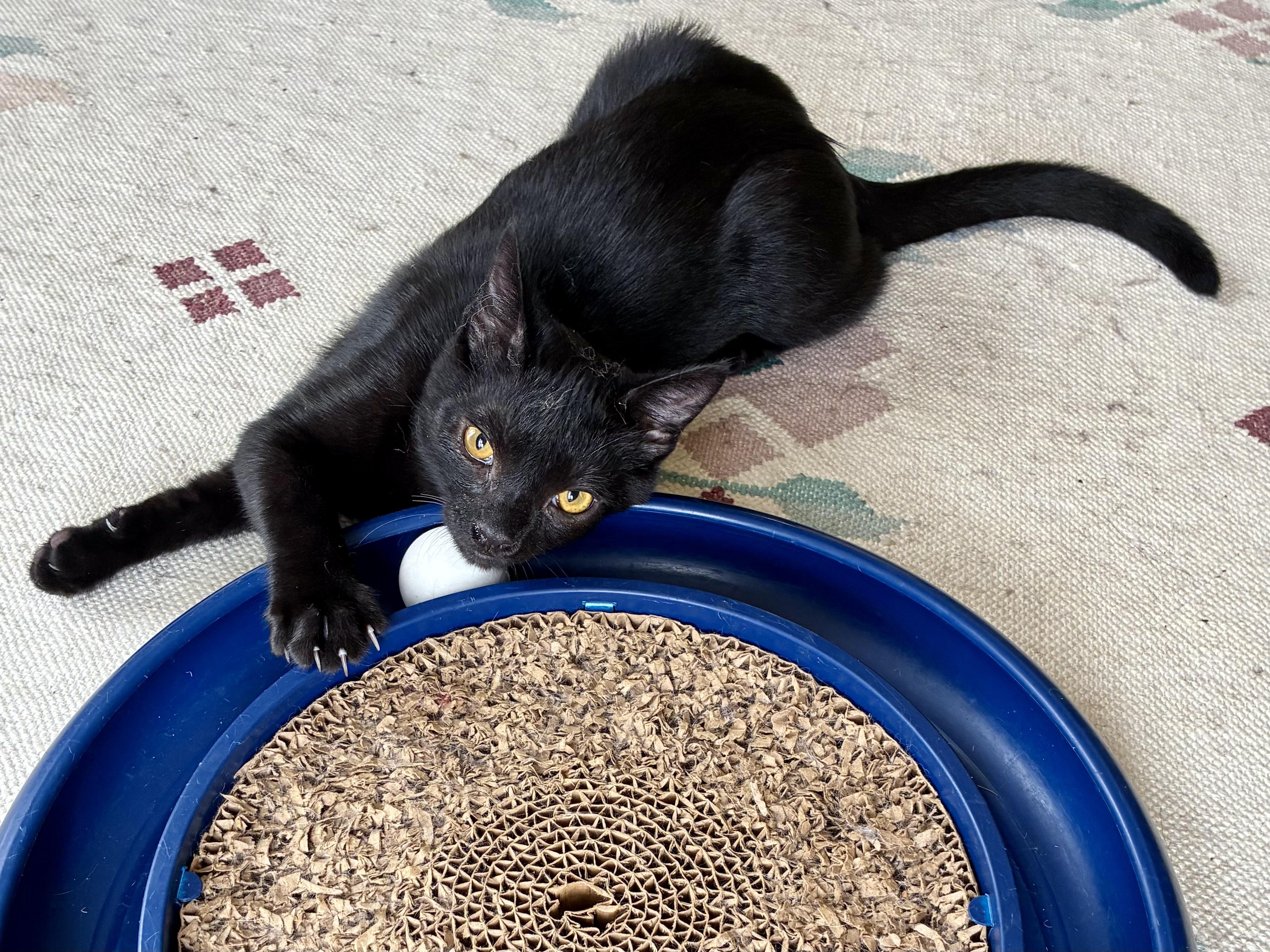 Enlarge Little Bear, a Adoptable Domestic Short Hair in San Francisco, CA image 6/6