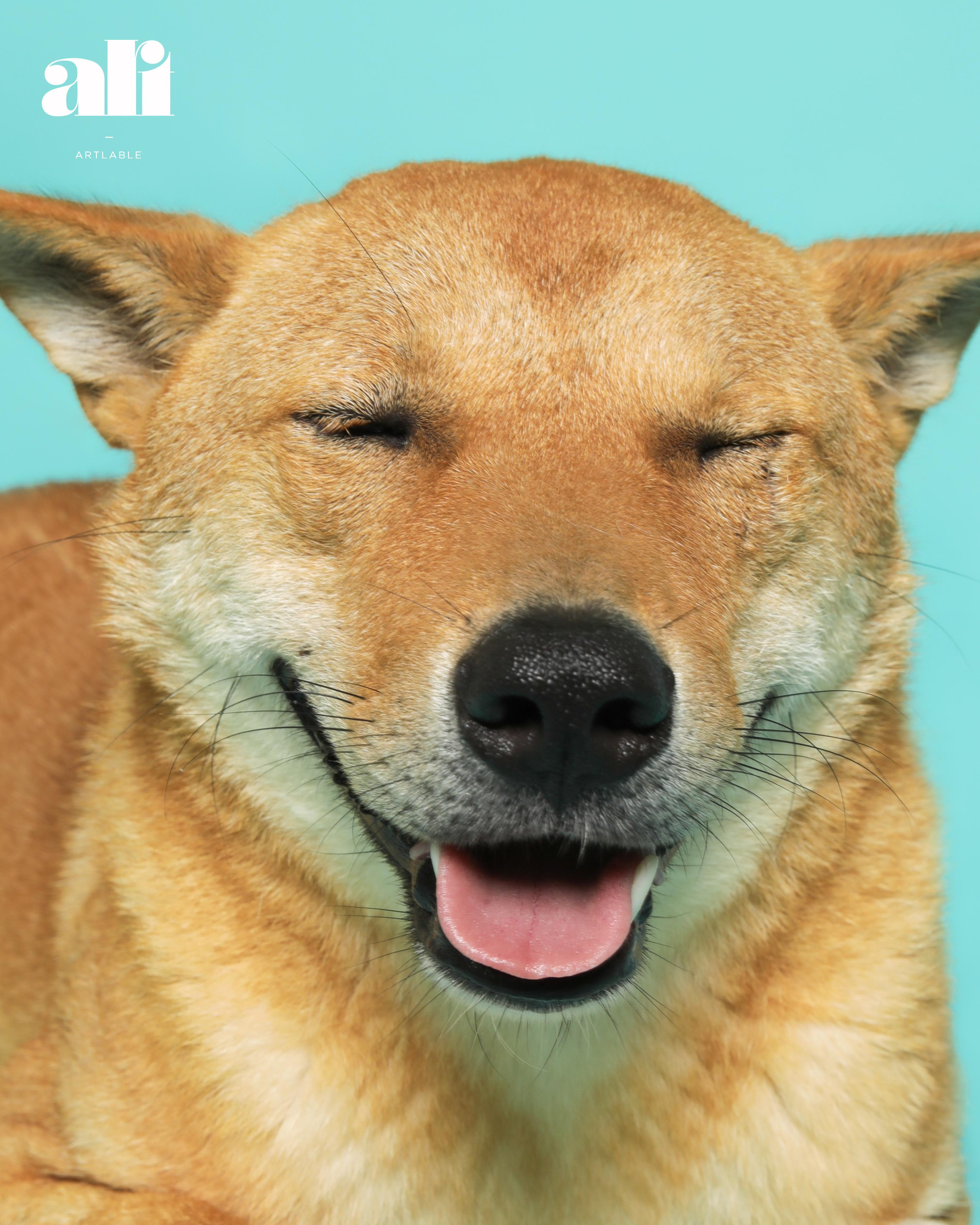 Enlarge Ddolei (Gouda), a Adoptable Jindo in Duluth, GA image 3/6