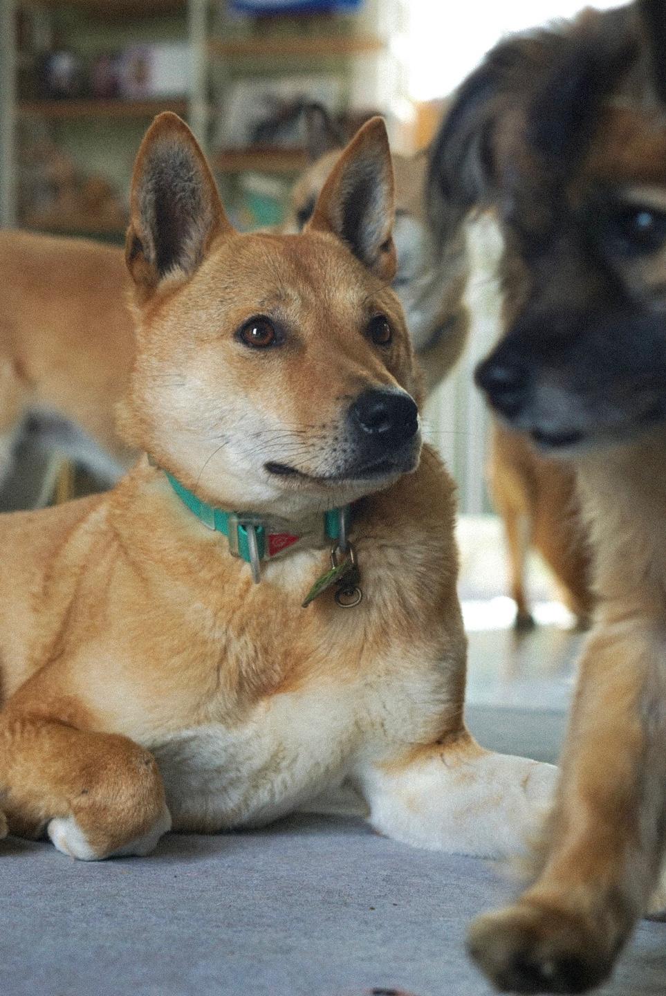 Enlarge Ddolei (Gouda), a Adoptable Jindo in Duluth, GA image 5/6