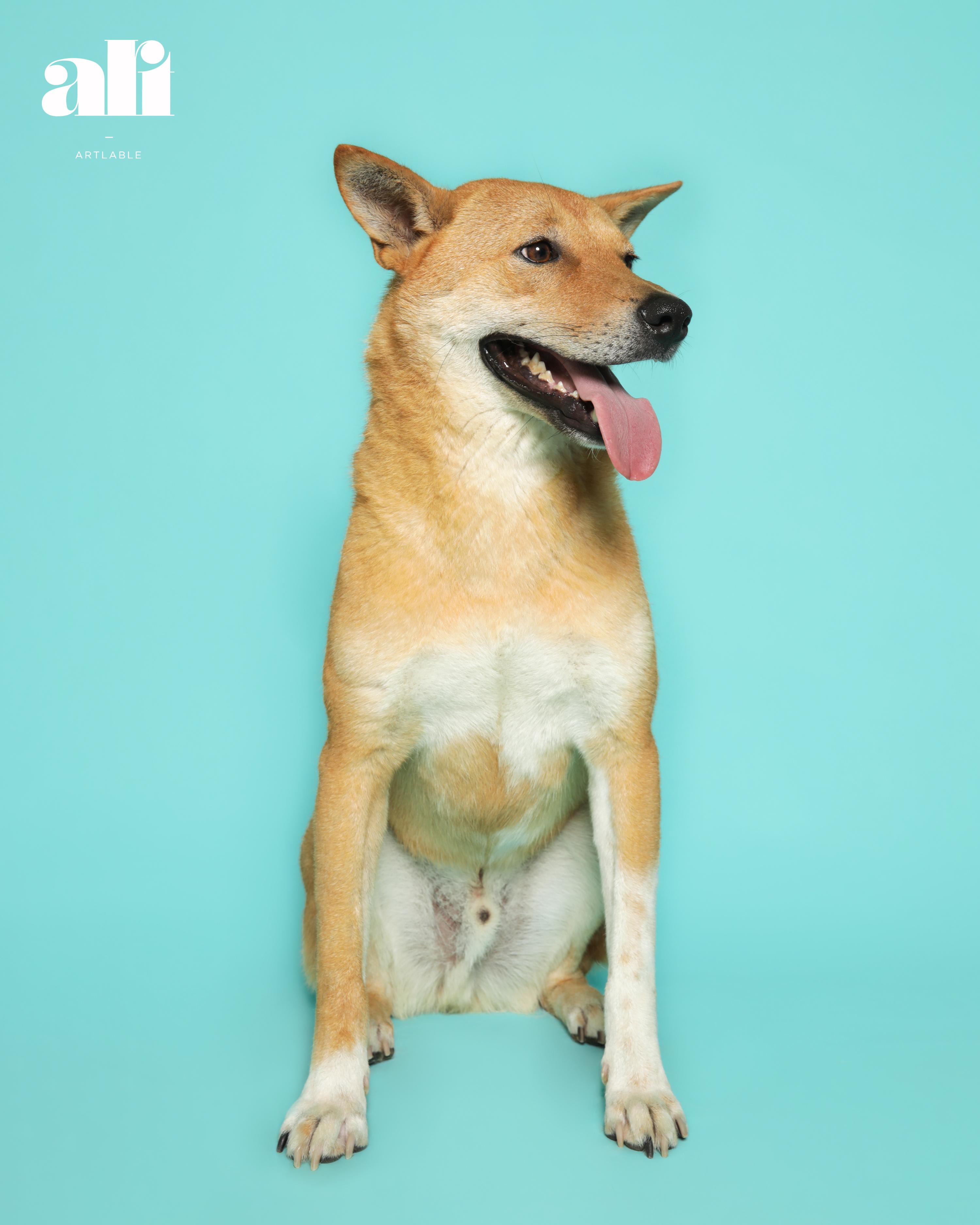 Enlarge Ddolei (Gouda), a Adoptable Jindo in Duluth, GA image 2/6