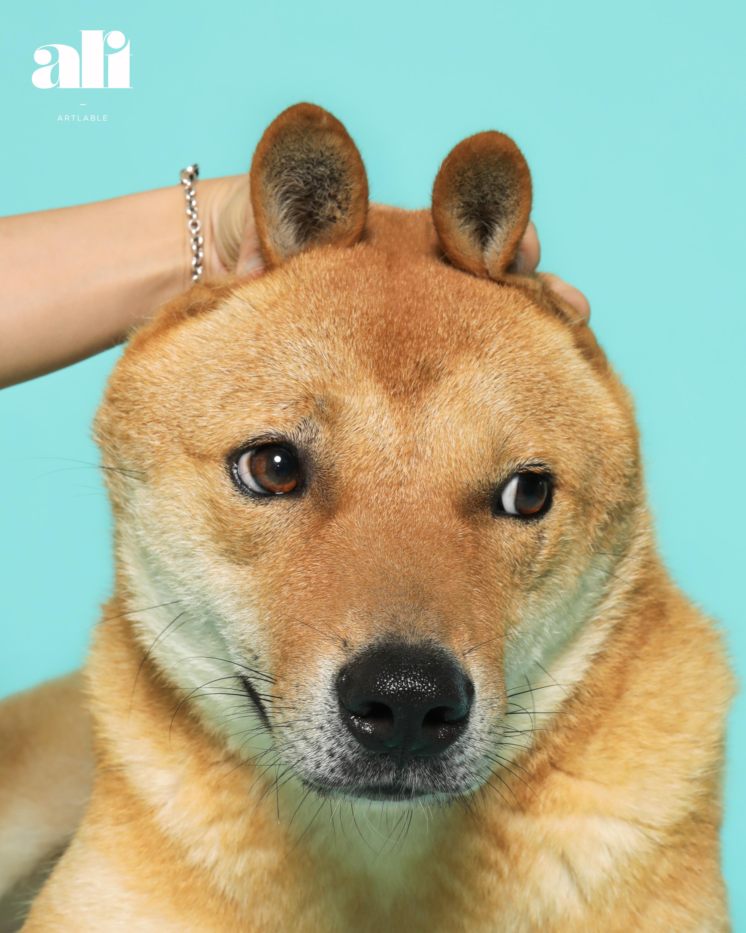 Enlarge Ddolei (Gouda), a Adoptable Jindo in Duluth, GA image 4/6