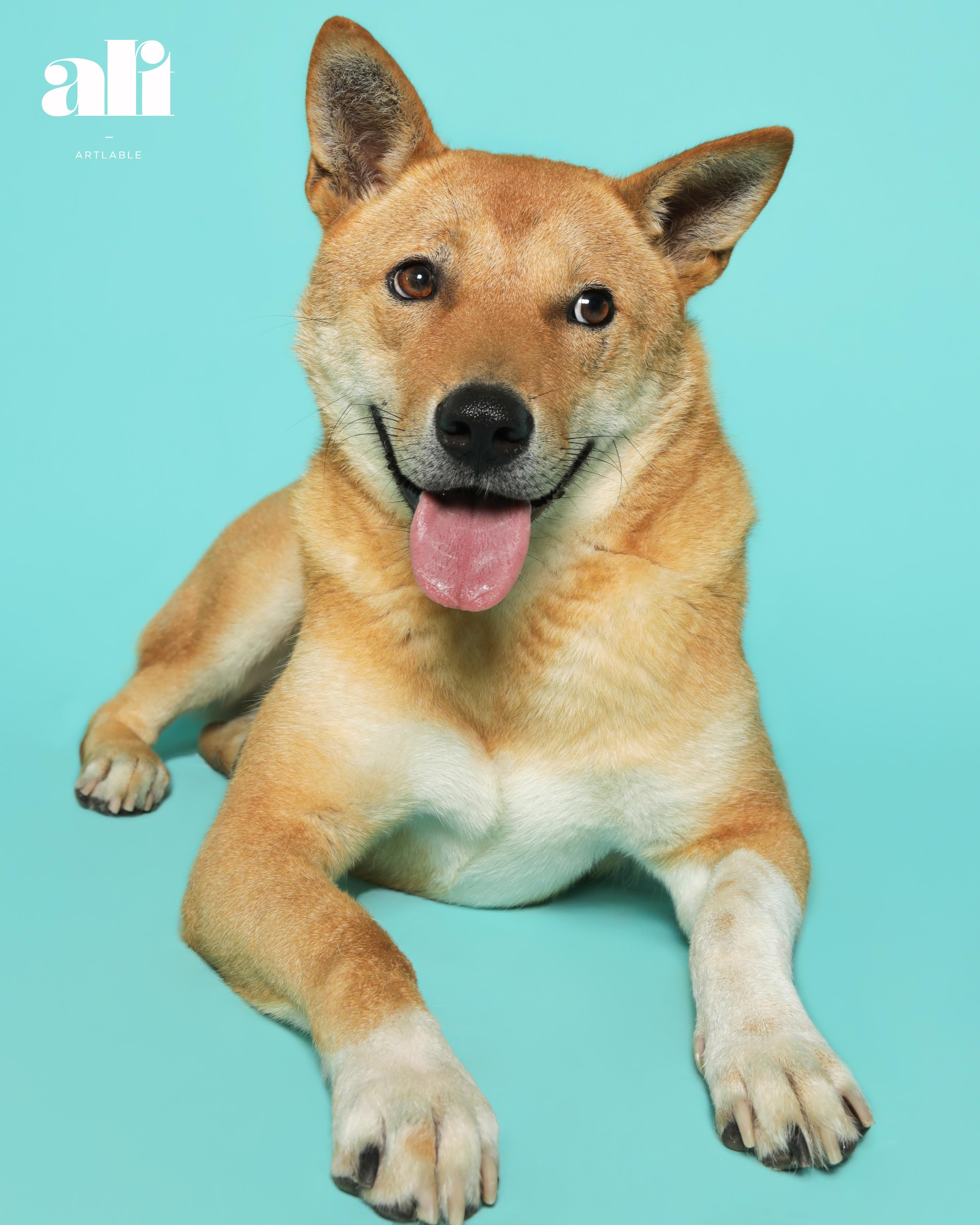 Enlarge Ddolei (Gouda), a Adoptable Jindo in Duluth, GA image 1/6