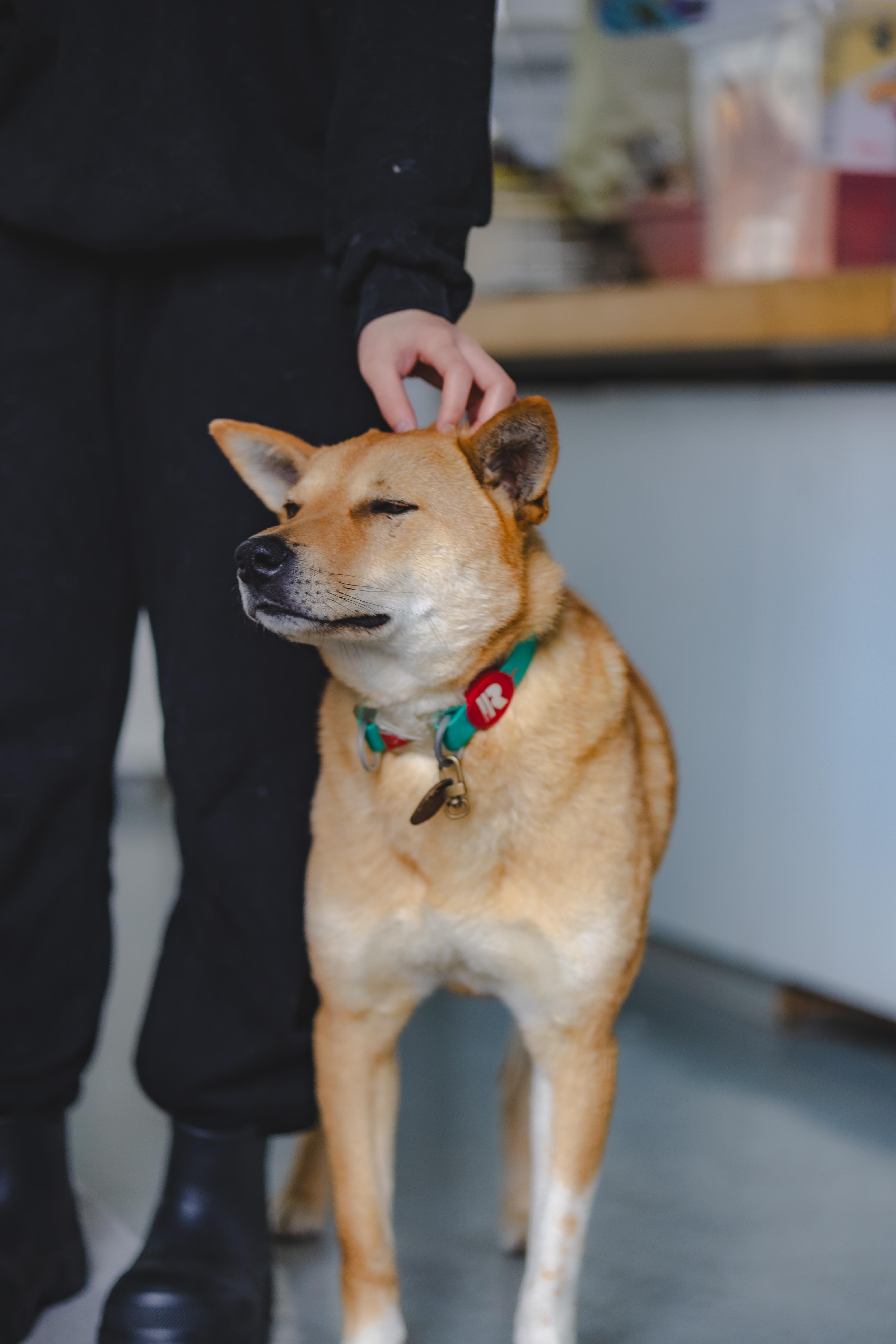 Enlarge Ddolei (Gouda), a Adoptable Jindo in Duluth, GA image 6/6