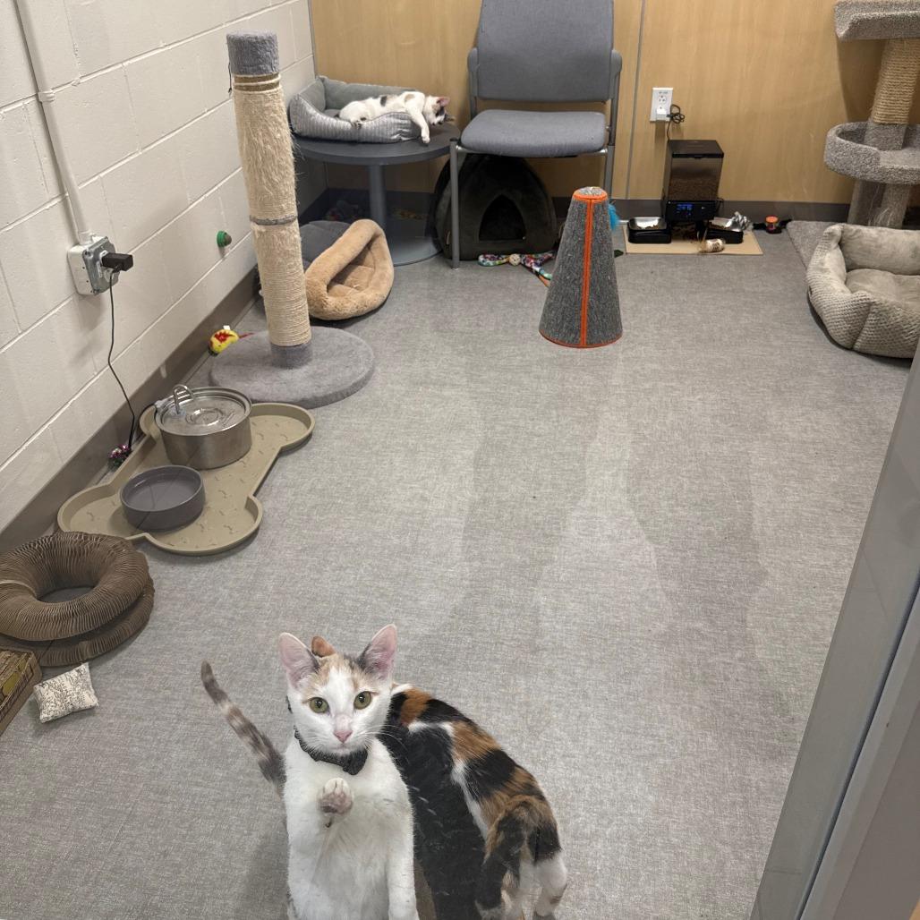 Enlarge Scoopy, a Adoptable Domestic Short Hair in Branford, CT image 1/1