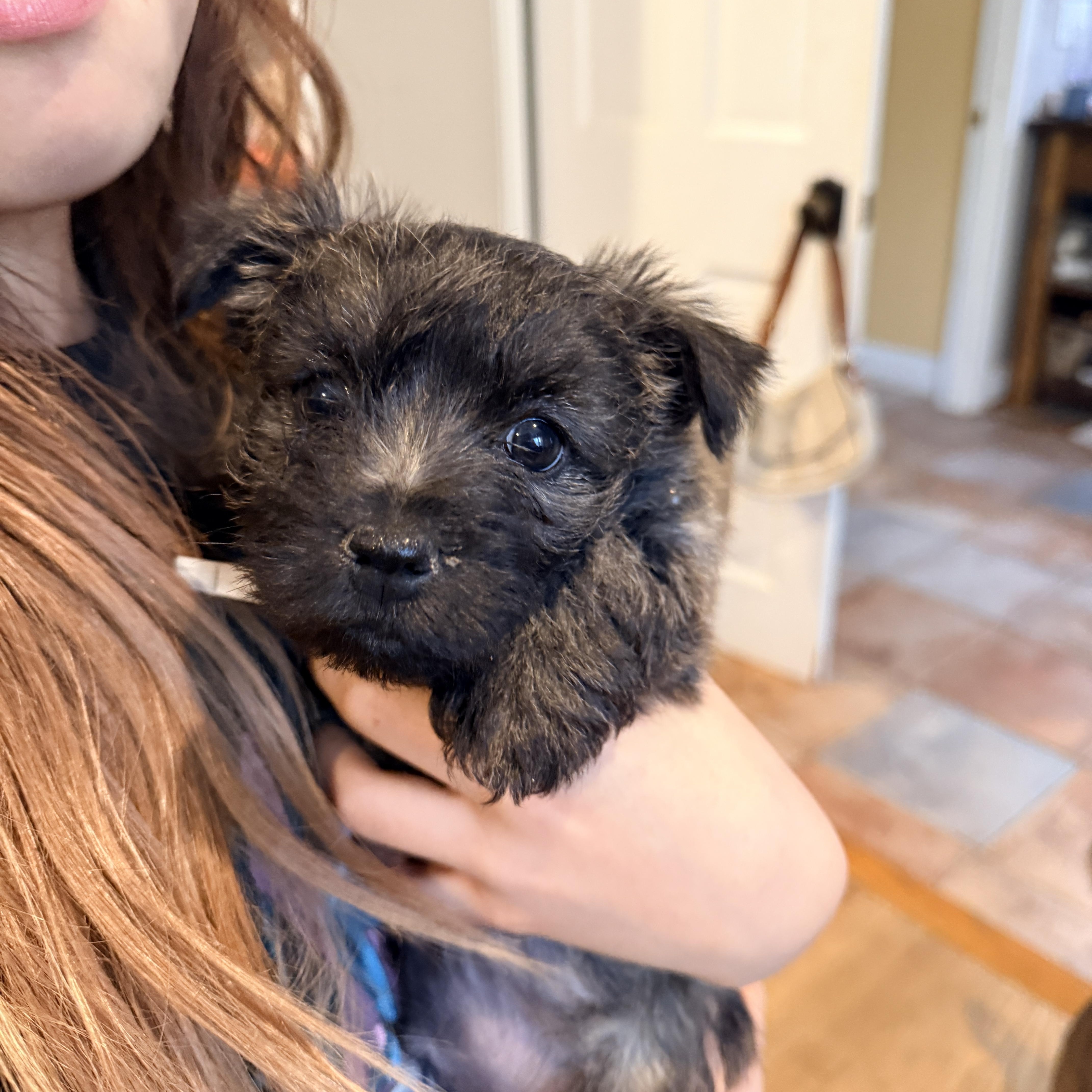 Lain , ADOPTABLE, Puppy Male Cairn Terrier.