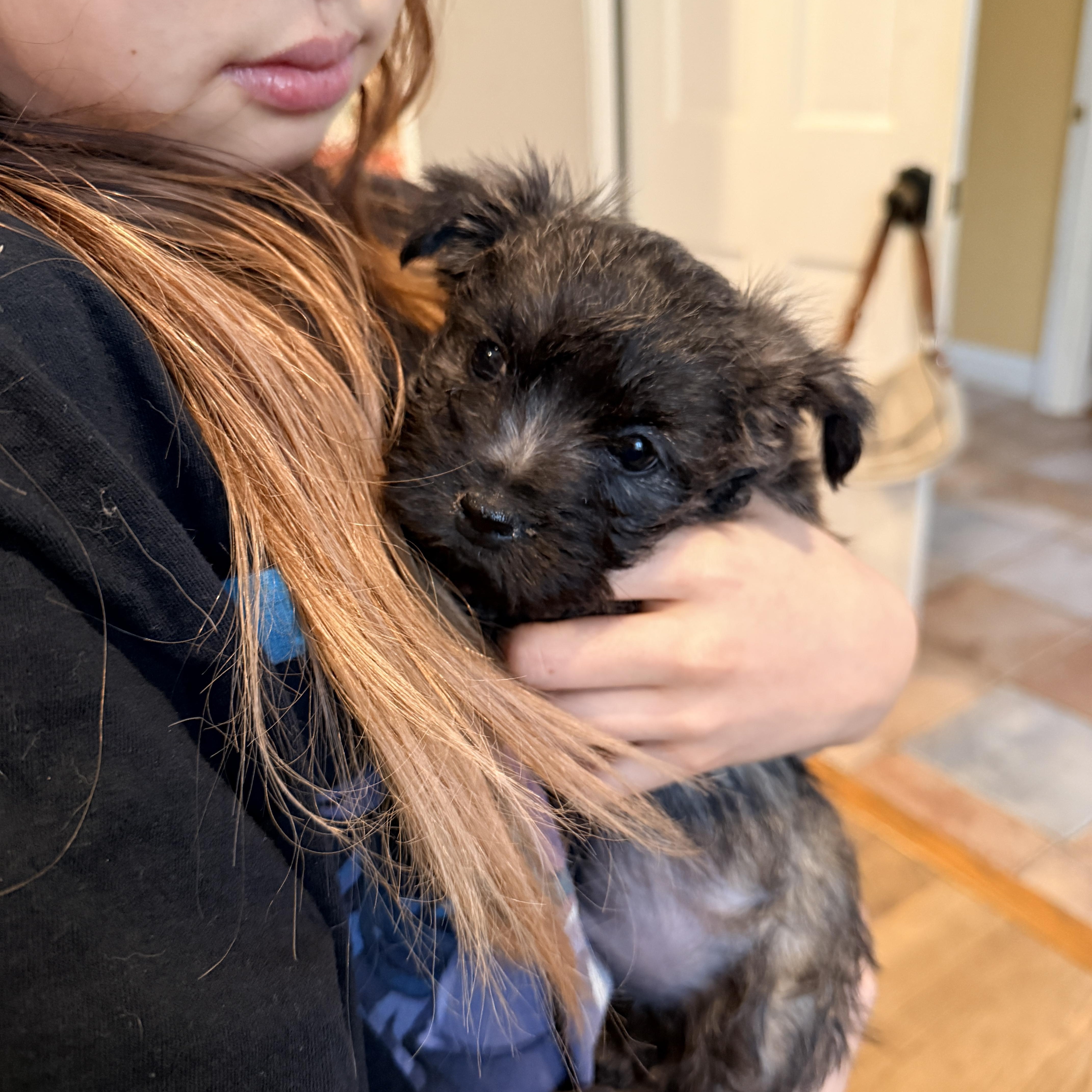 Enlarge Lain , a ADOPTABLE mixed breed in Columbia, MD image 2/2