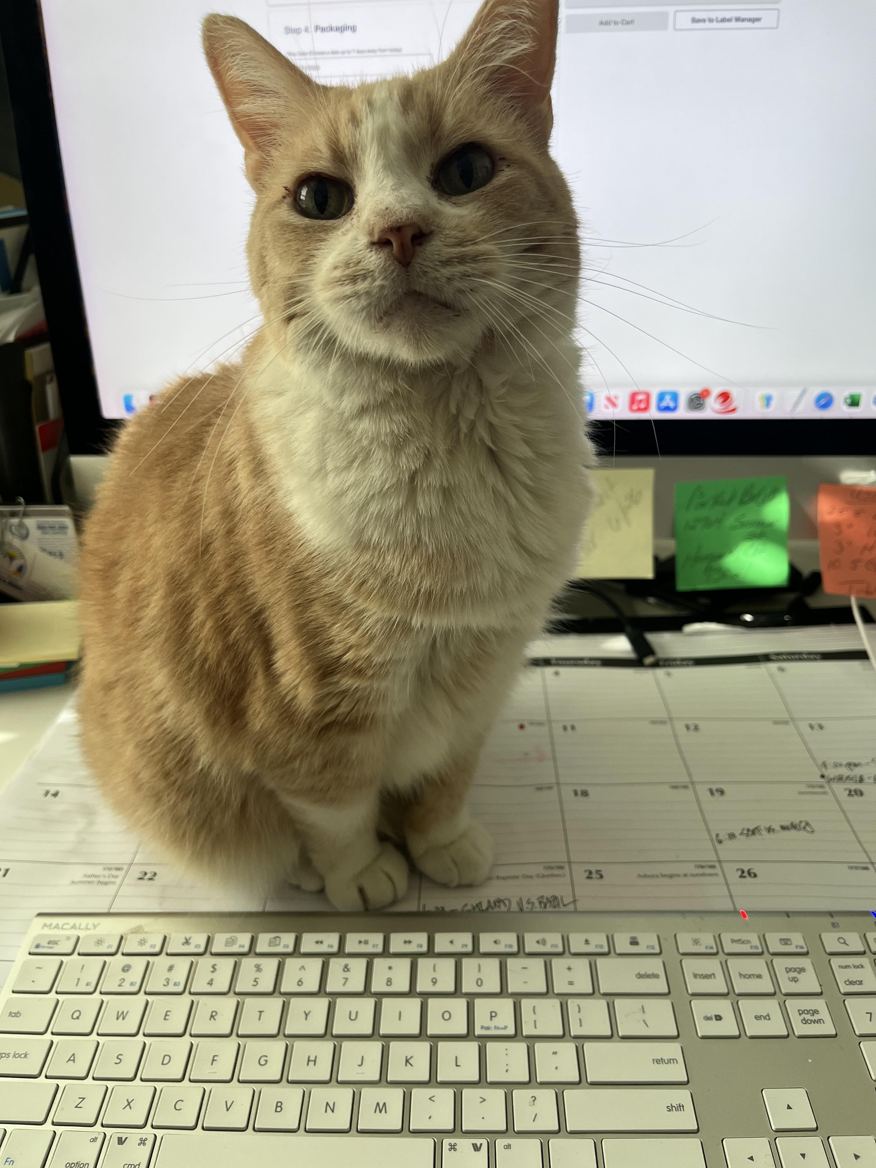 Enlarge Whiskey and Willow (courtesy post), a ADOPTABLE Domestic Short Hair in Melbourne, FL image 2/5