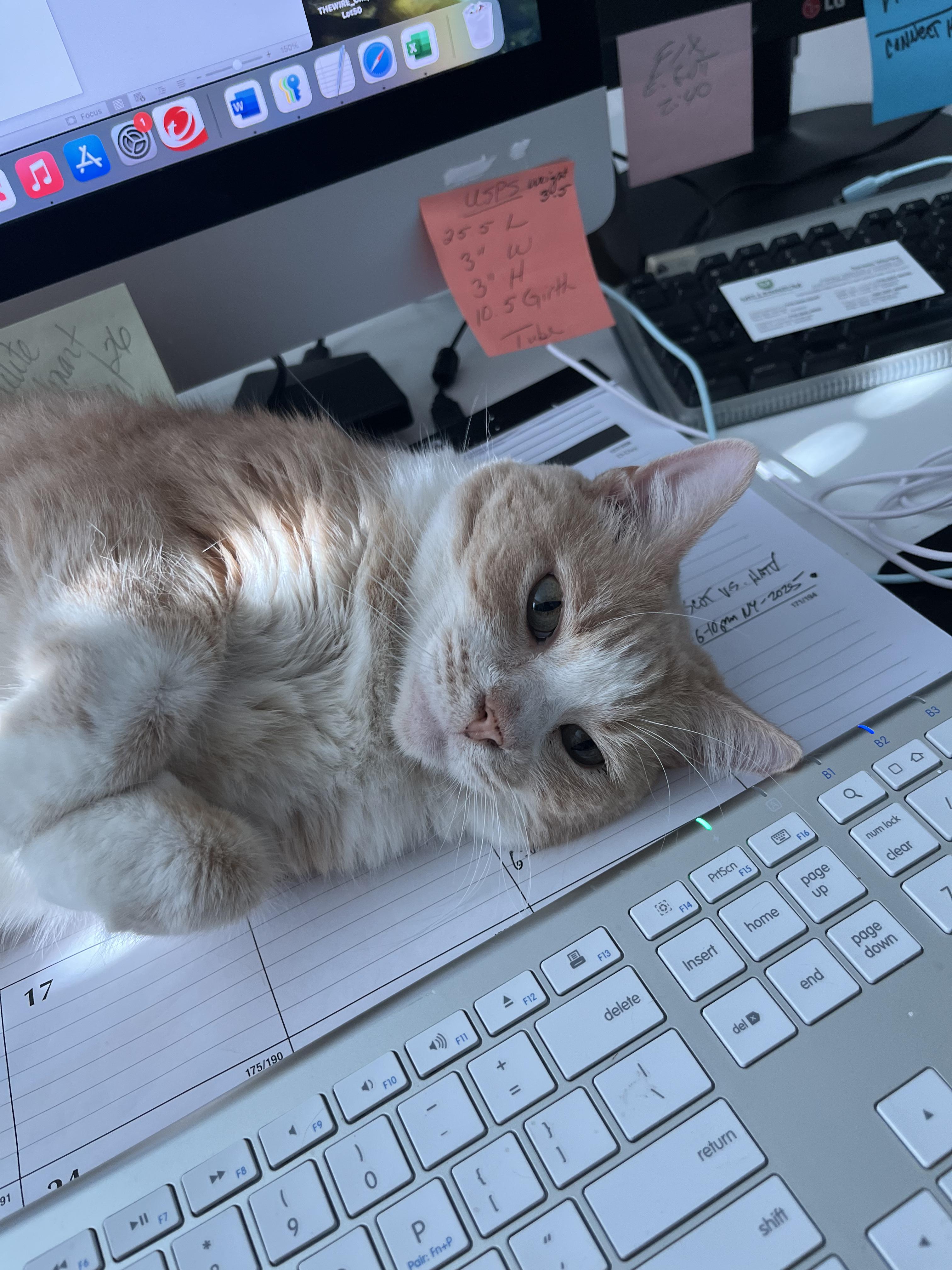 Enlarge Whiskey and Willow (courtesy post), a ADOPTABLE Domestic Short Hair in Melbourne, FL image 4/5