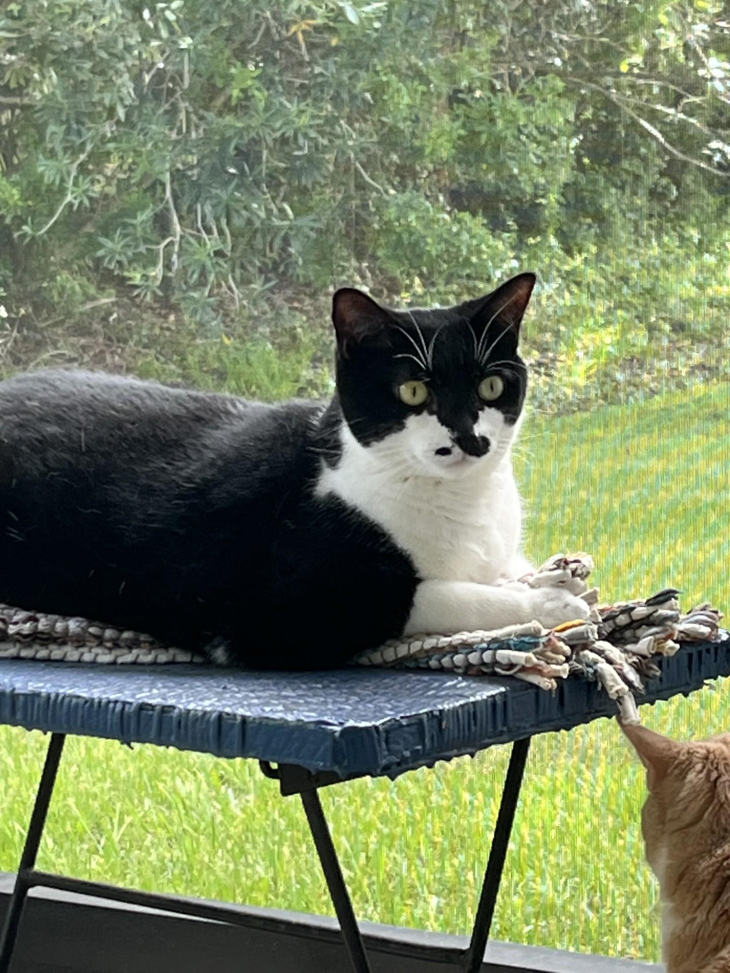 Enlarge Whiskey and Willow (courtesy post), a ADOPTABLE Domestic Short Hair in Melbourne, FL image 5/5
