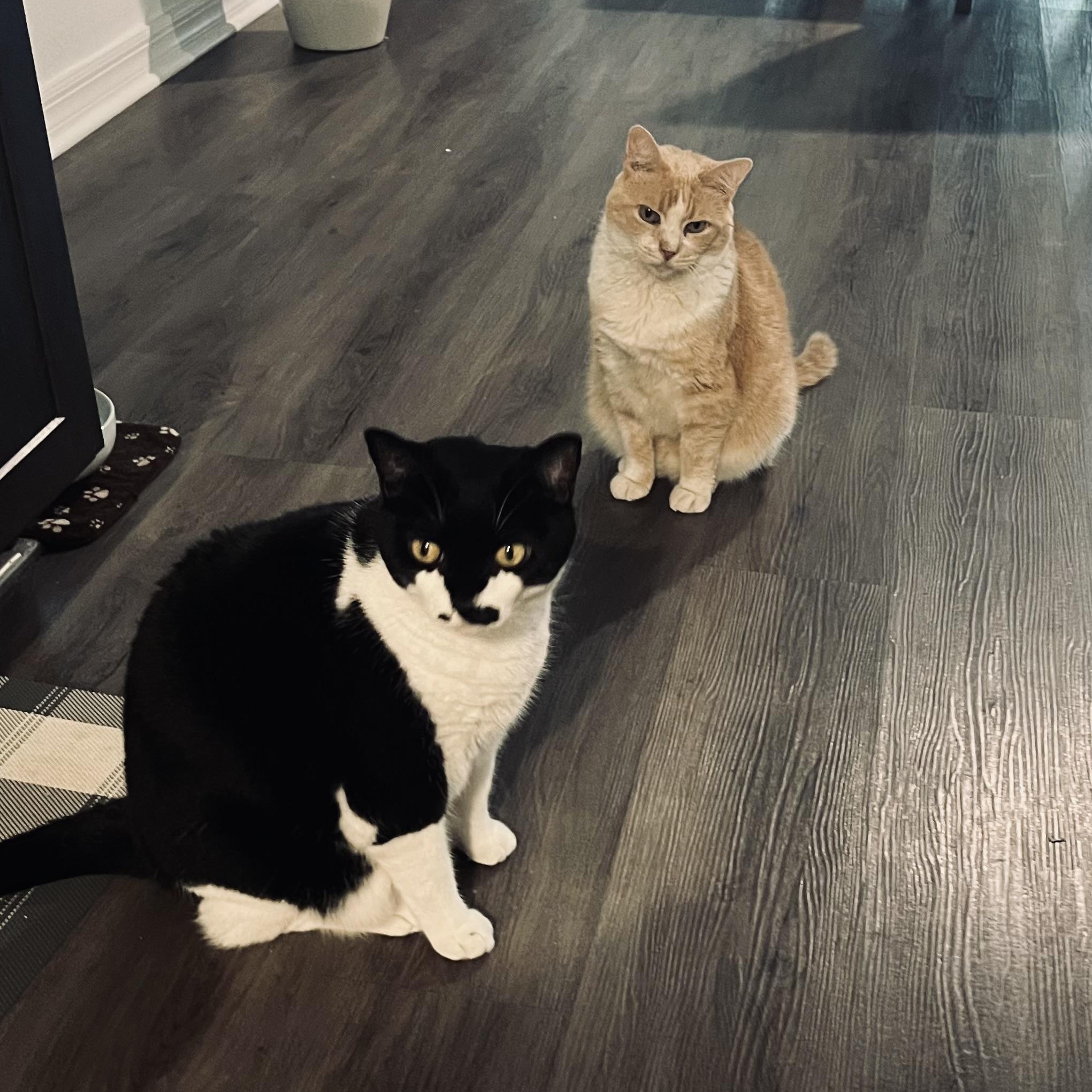 Whiskey and Willow (courtesy post), ADOPTABLE, Adult Male Domestic Short Hair.