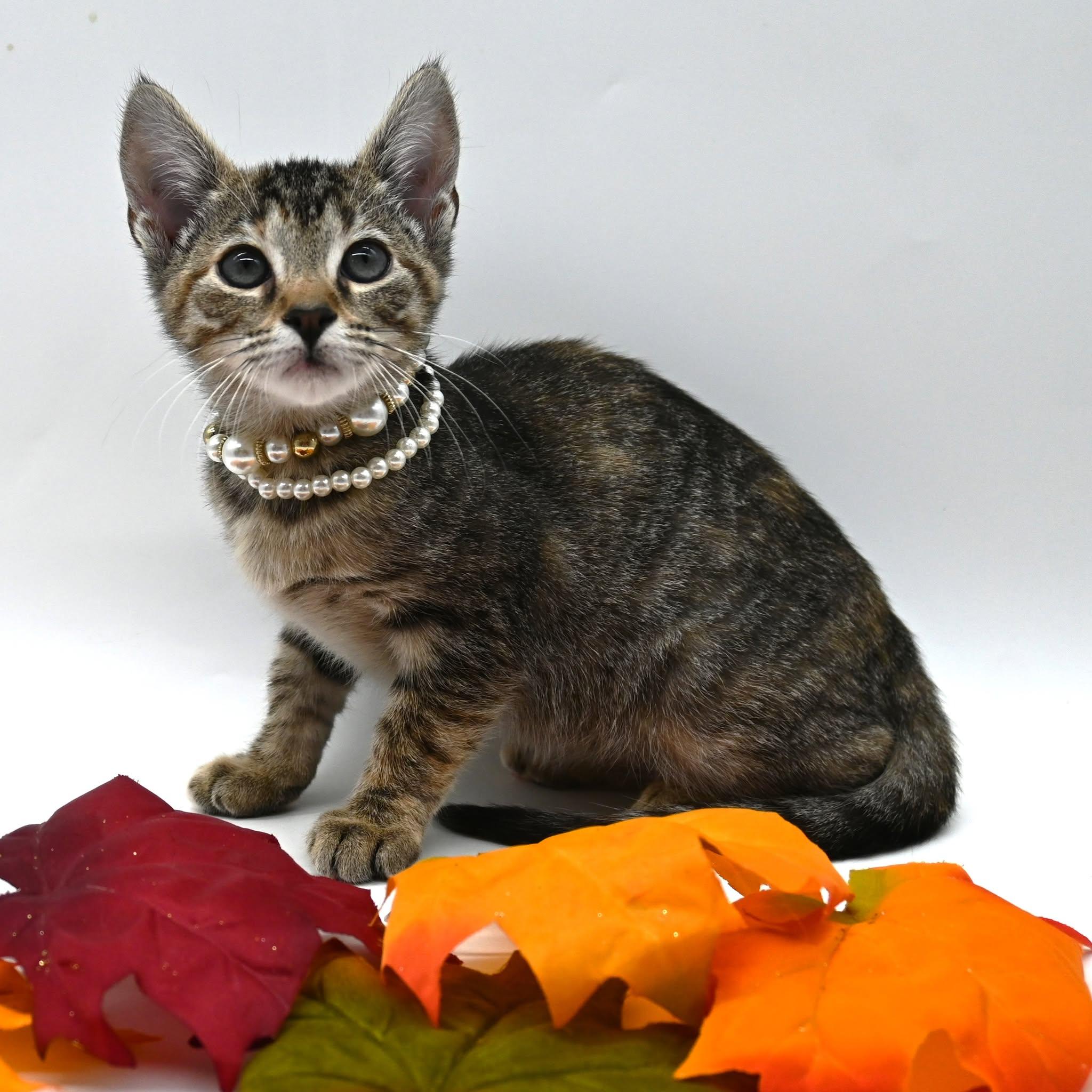 Enlarge Dot, a Adoptable American Shorthair in Farmington, CT image 1/5