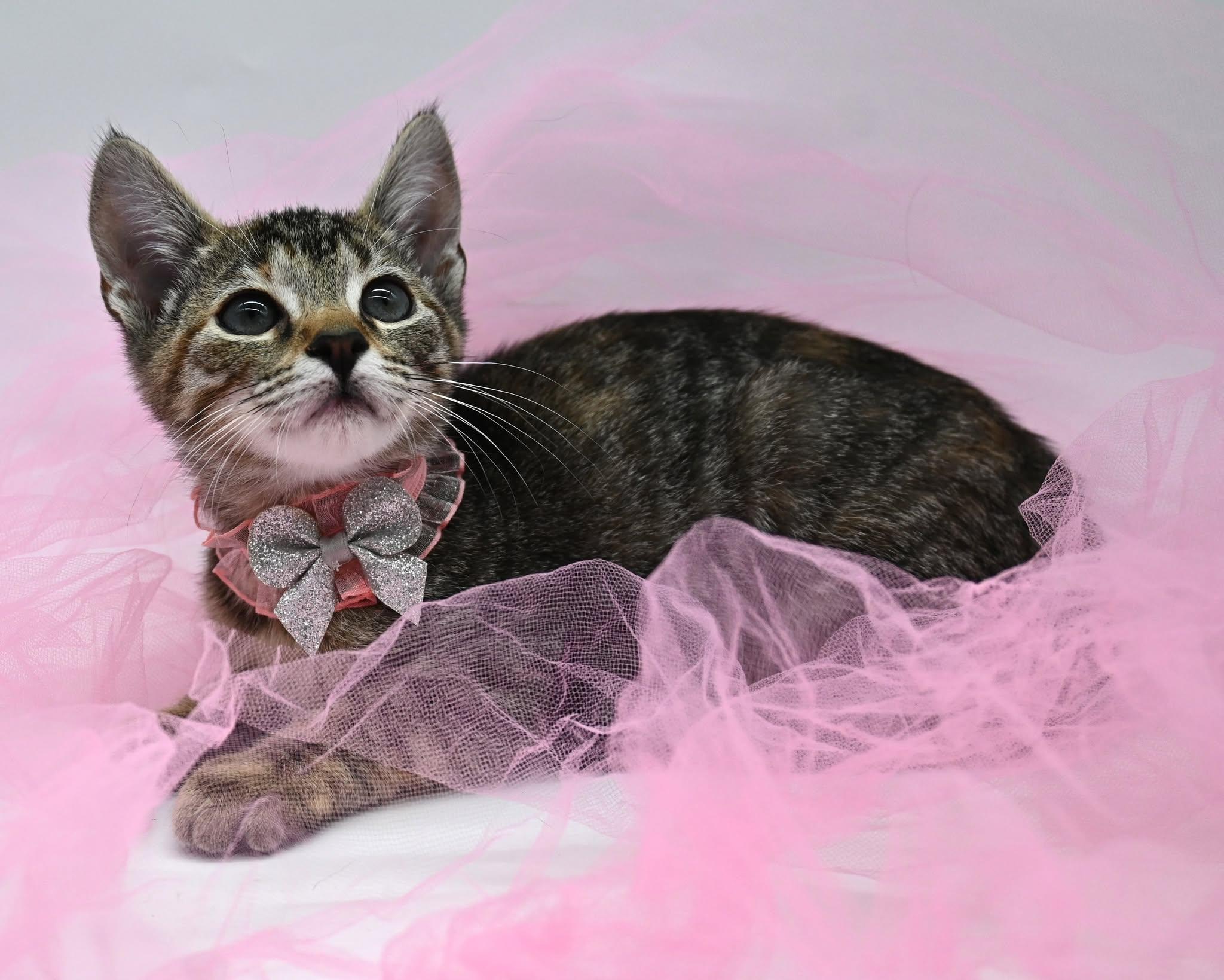 Enlarge Dot, a Adoptable American Shorthair in Farmington, CT image 2/5