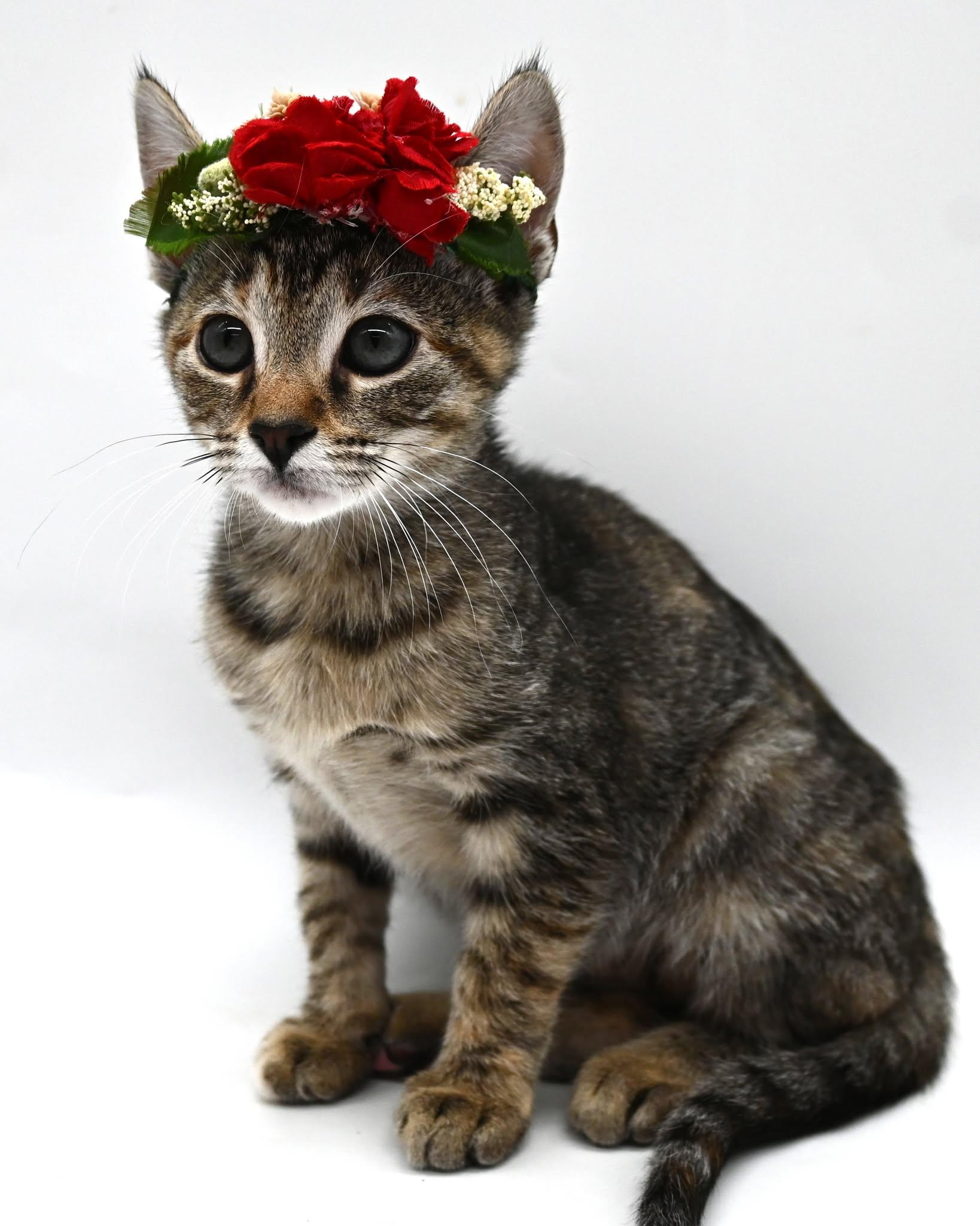 Enlarge Dot, a Adoptable American Shorthair in Farmington, CT image 3/5