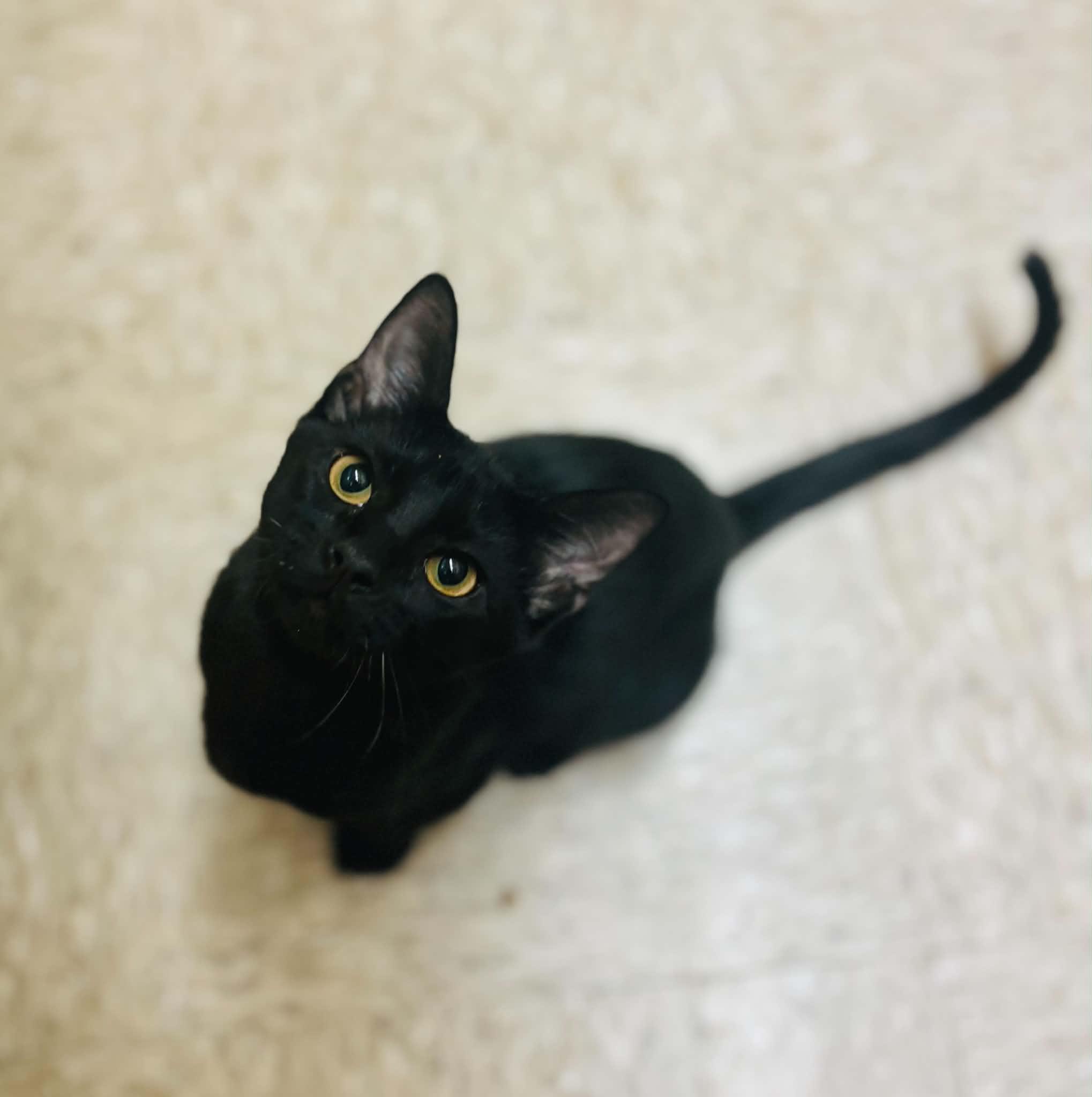 Enlarge Vader, a ADOPTABLE Domestic Short Hair in Mansfield, TX image 2/2