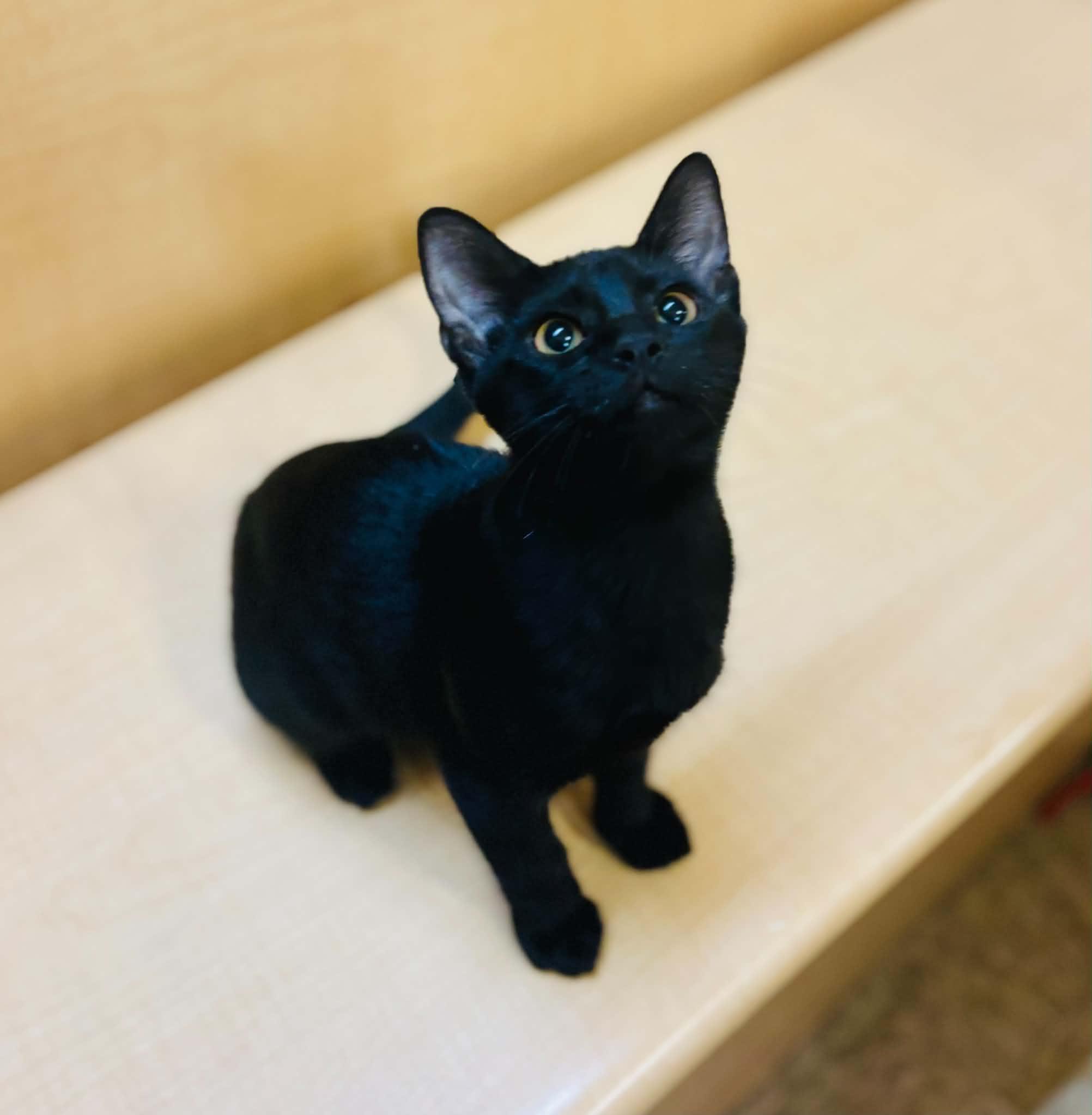 Vader, ADOPTABLE, Young Male Domestic Short Hair.