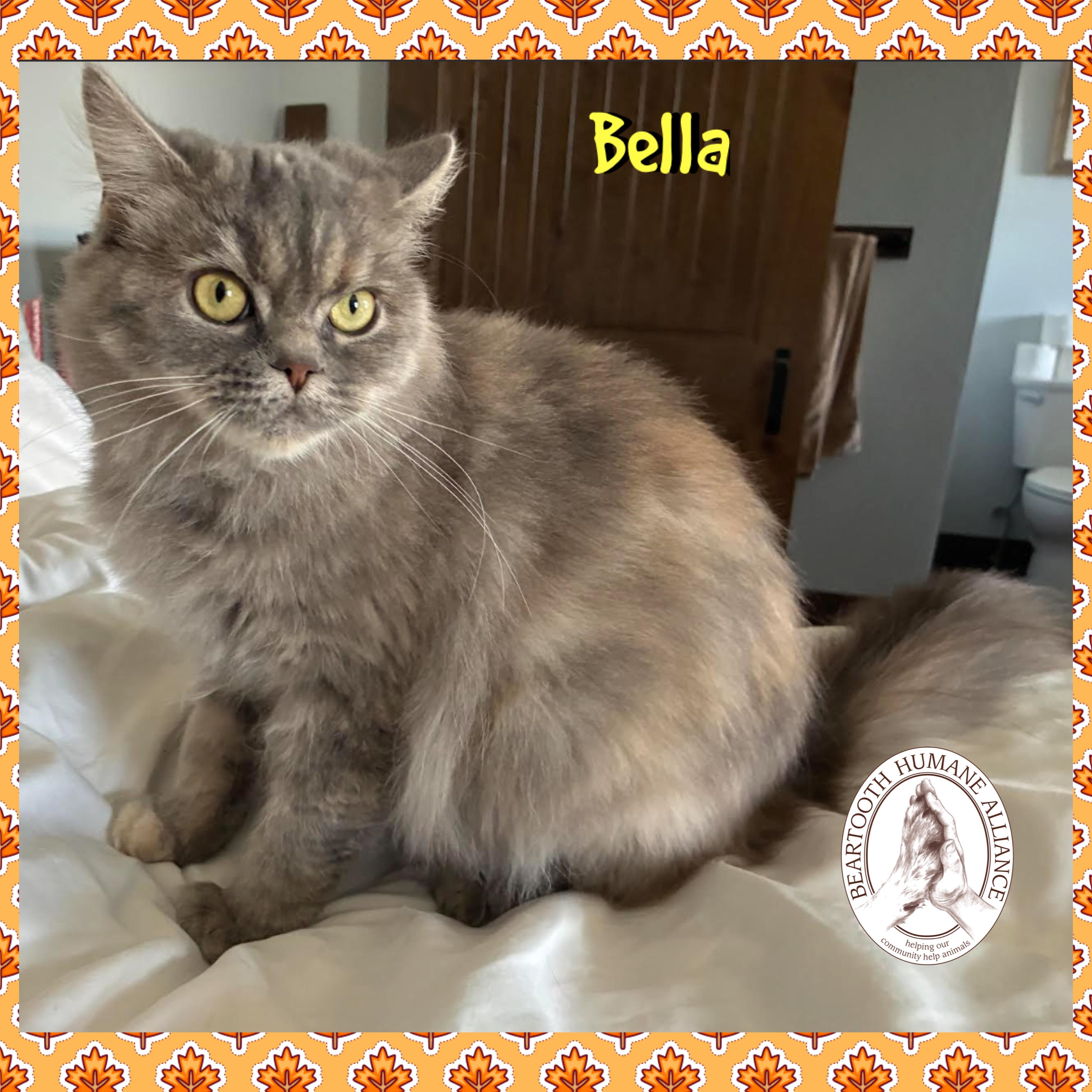Bella, Adoptable, Adult Female Domestic Long Hair & Persian.