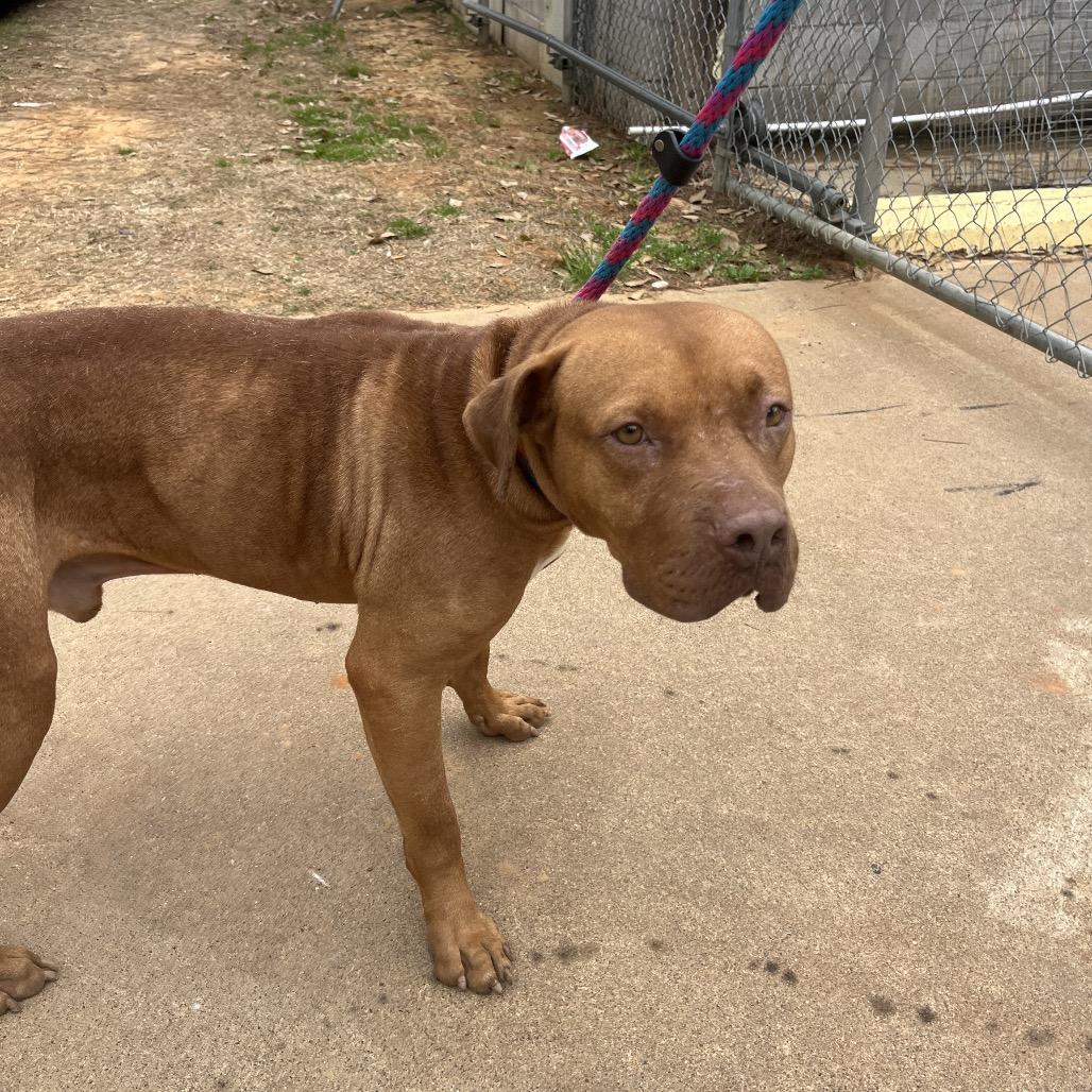 Enlarge Bruiser, a Adoptable mixed breed in Palestine, TX image 1/3