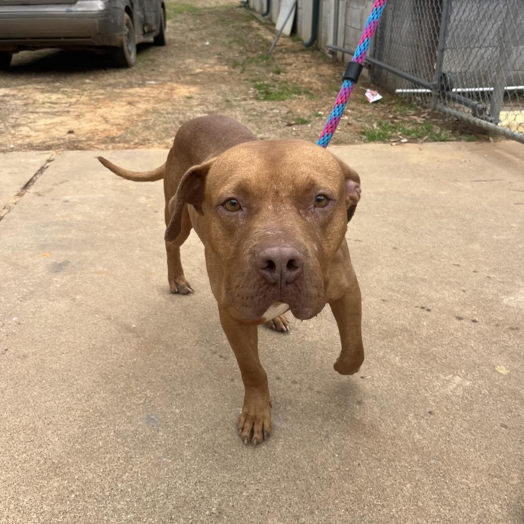 Enlarge Bruiser, a Adoptable mixed breed in Palestine, TX image 2/3
