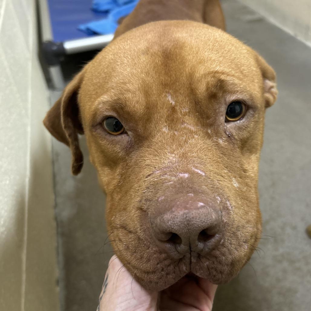 Enlarge Bruiser, a Adoptable mixed breed in Palestine, TX image 1/1