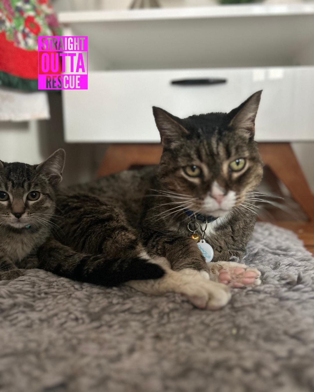 Harold, Adoptable, Senior Male Domestic Short Hair.