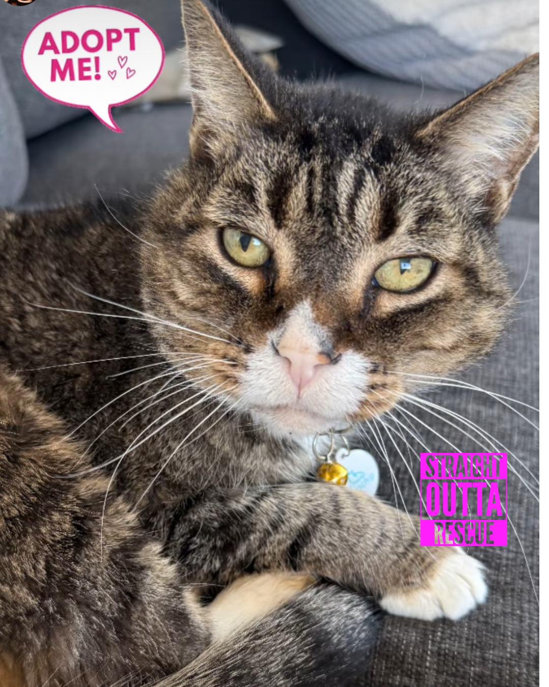 Harold, Senior Male Domestic Short Hair