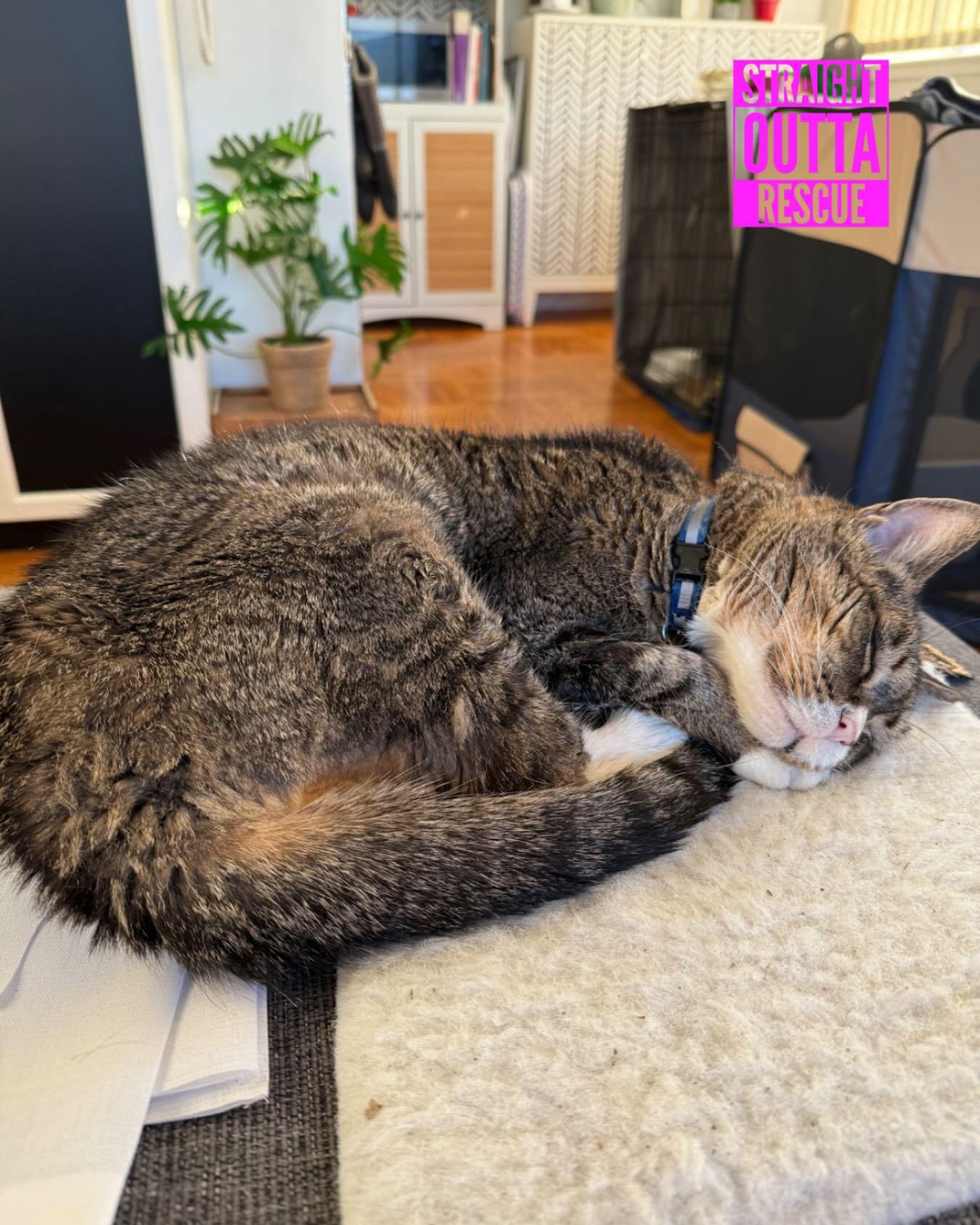 Enlarge Harold, a Adoptable Domestic Short Hair in Vancouver, BC image 5/5