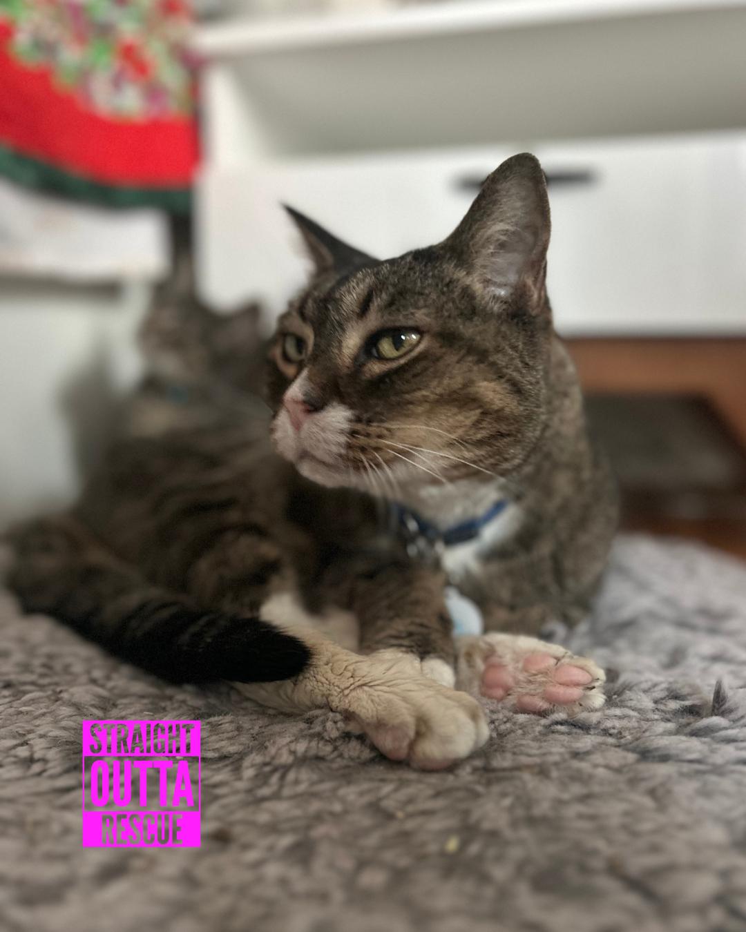 Enlarge Harold, a Adoptable Domestic Short Hair in Vancouver, BC image 2/5