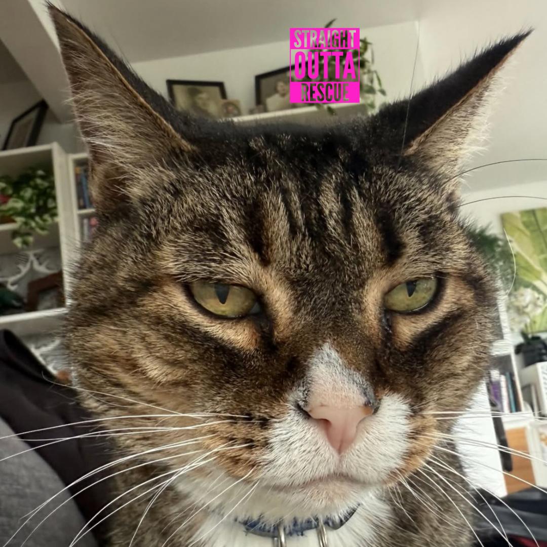 Enlarge Harold, a Adoptable Domestic Short Hair in Vancouver, BC image 4/5