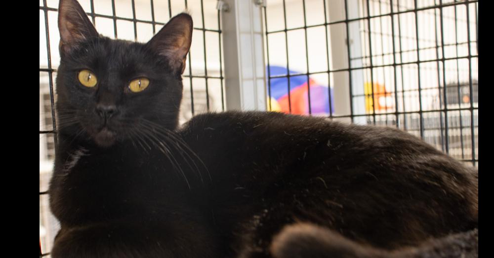 Rekha, Adoptable, Young Female Domestic Short Hair.